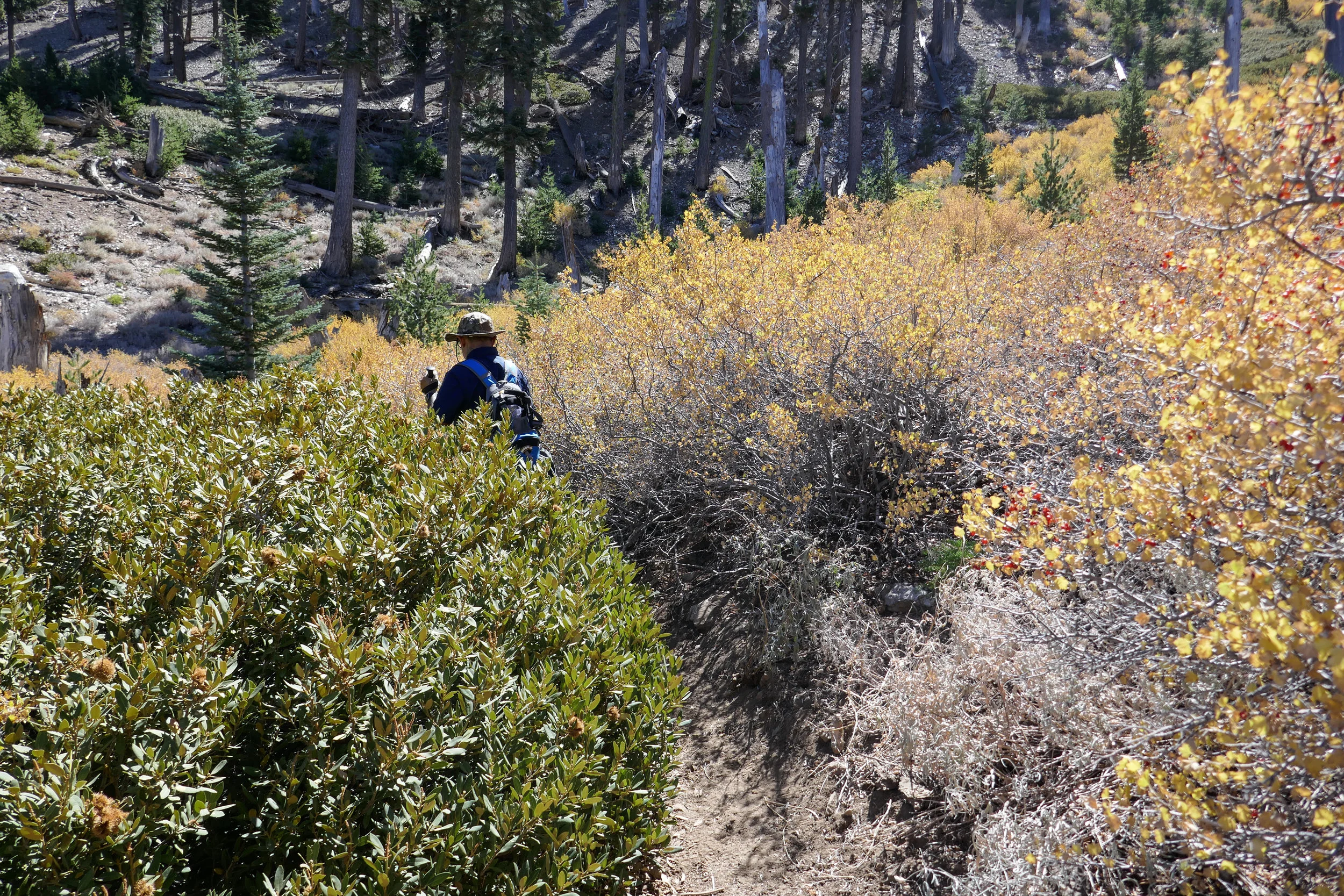 More manzanita. 