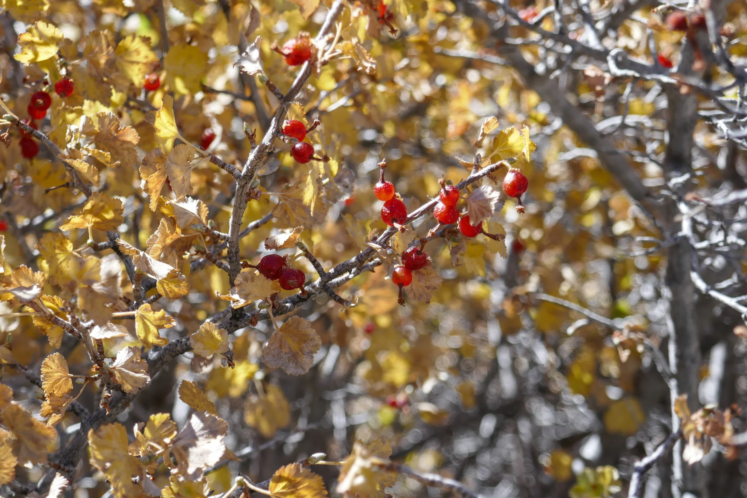 I think these berries are what the all the birds in this section were eating.