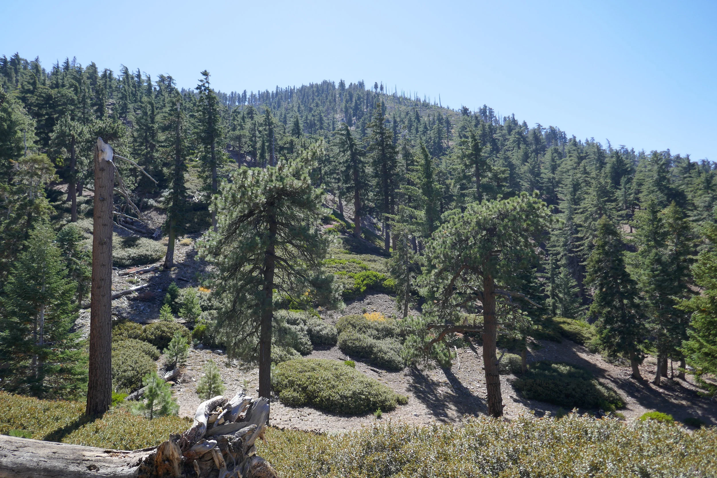 Cucamonga Wilderness.