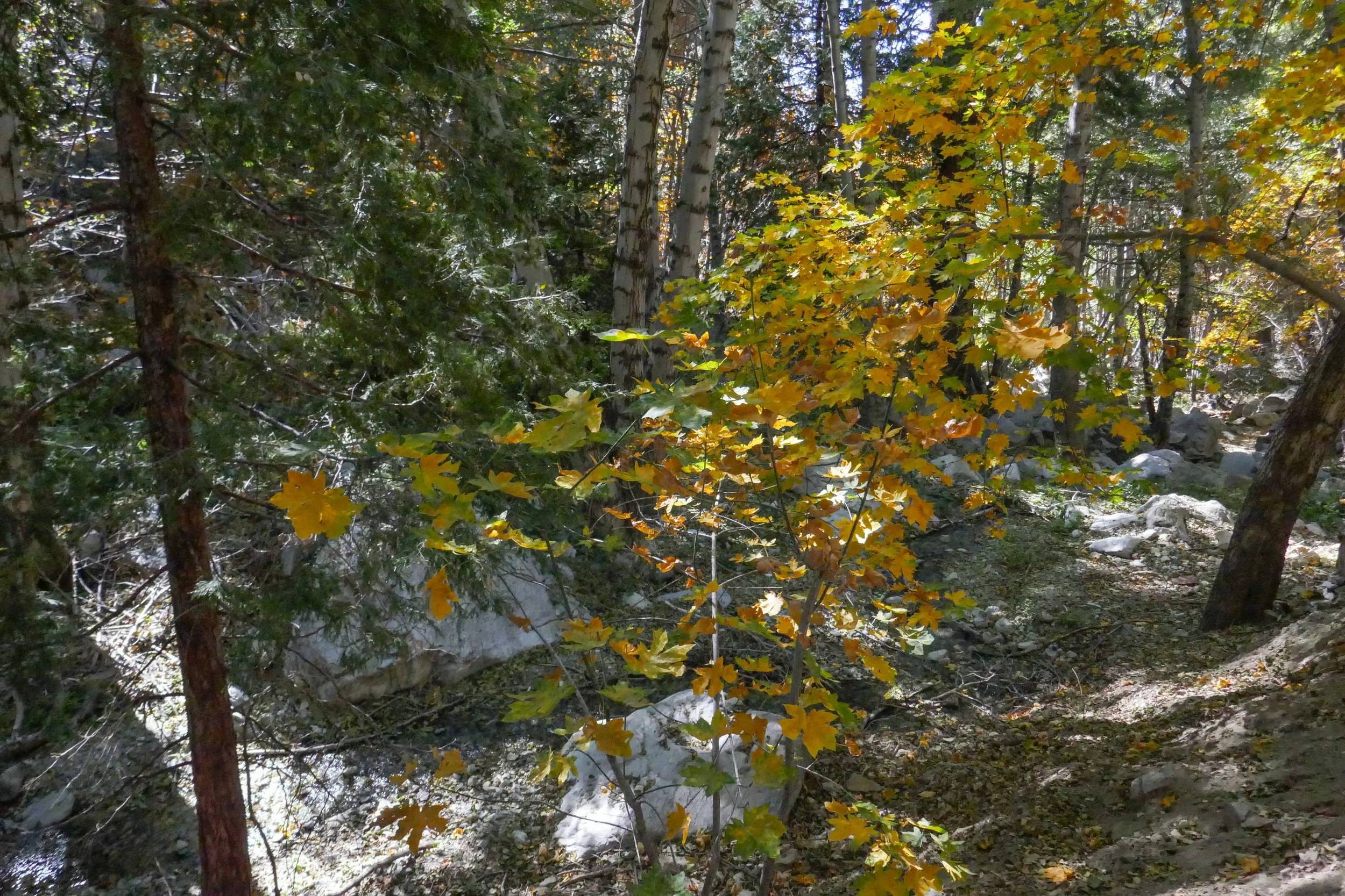 Now back in the canyon, we enjoyed the sound of the creek along with the golden leaves glistening in the afternoon sunshine.