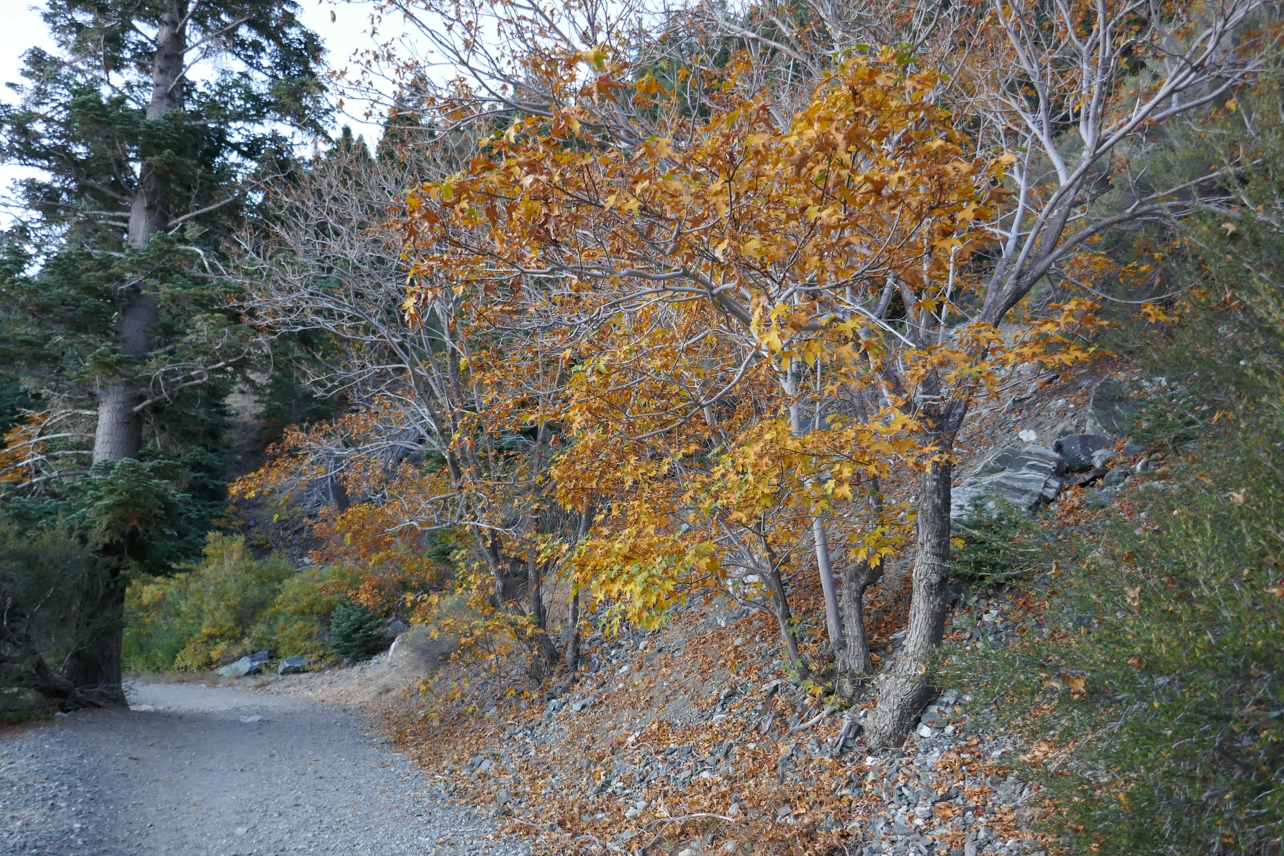 Fall colors along the trail.