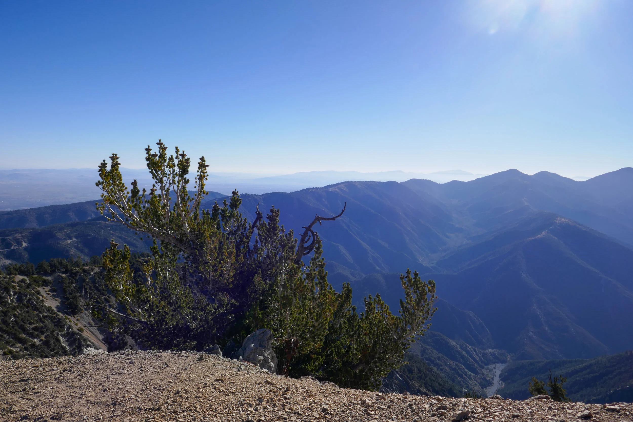 Amazing how these limber pines cling to the bare slope.