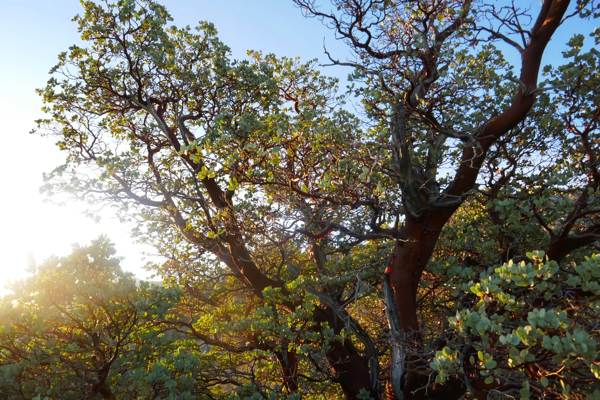 Manzanita in the morning light.