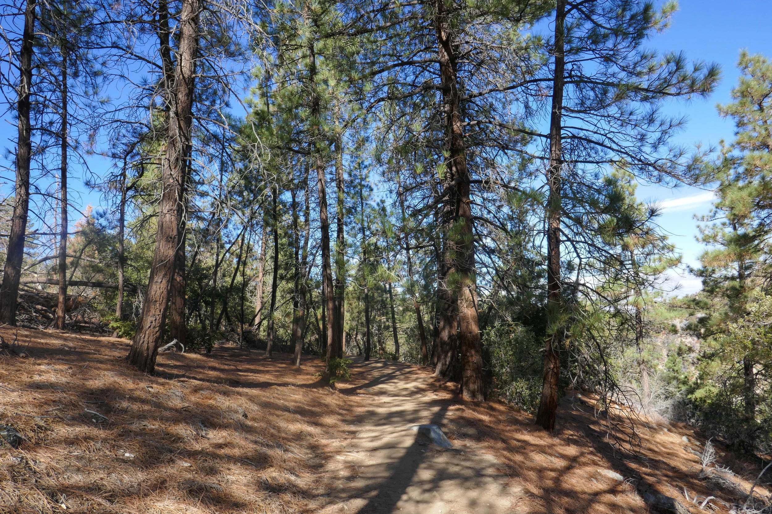 Beautiful pine forest.