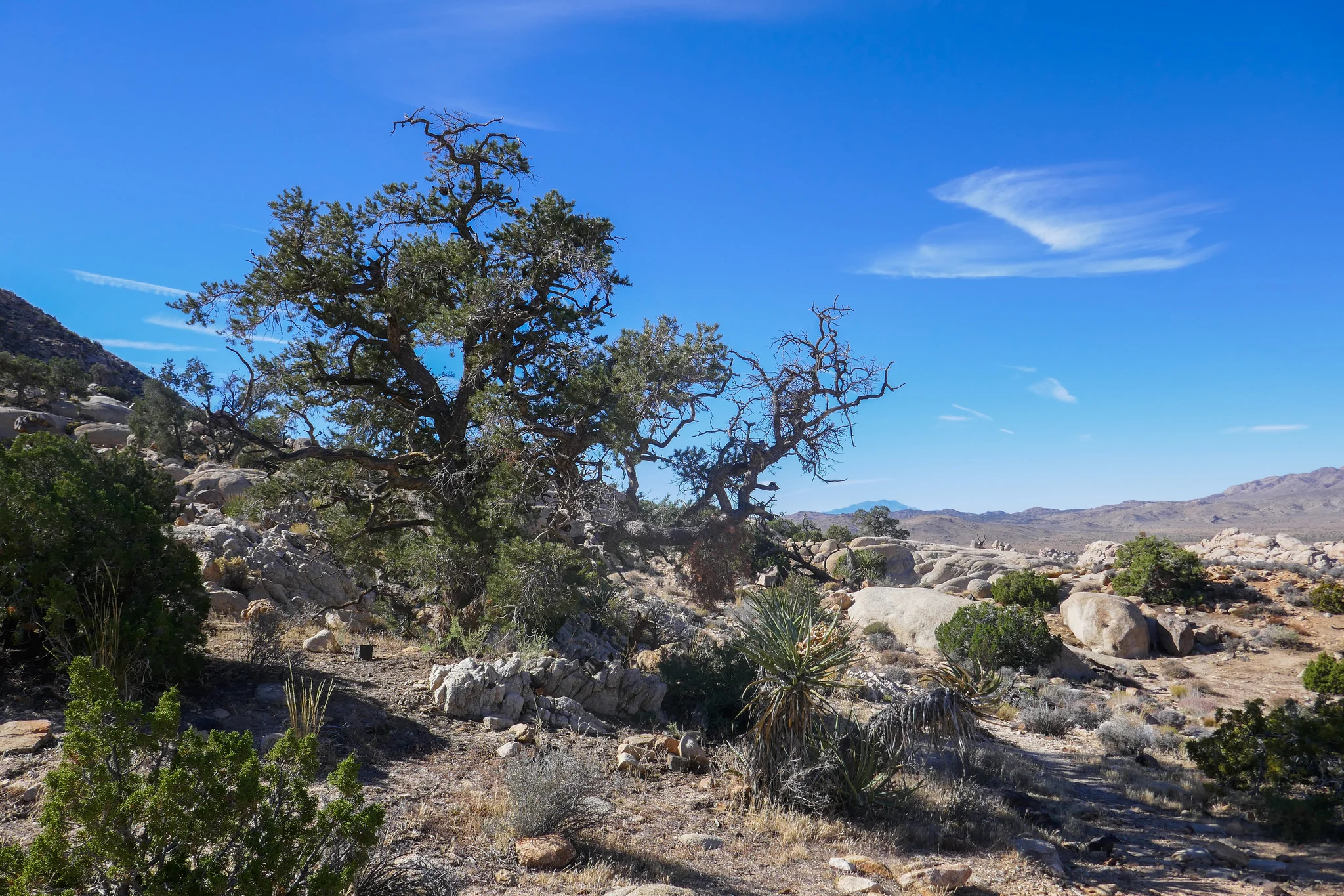 Last photo from the trek down Ryan Mountain.