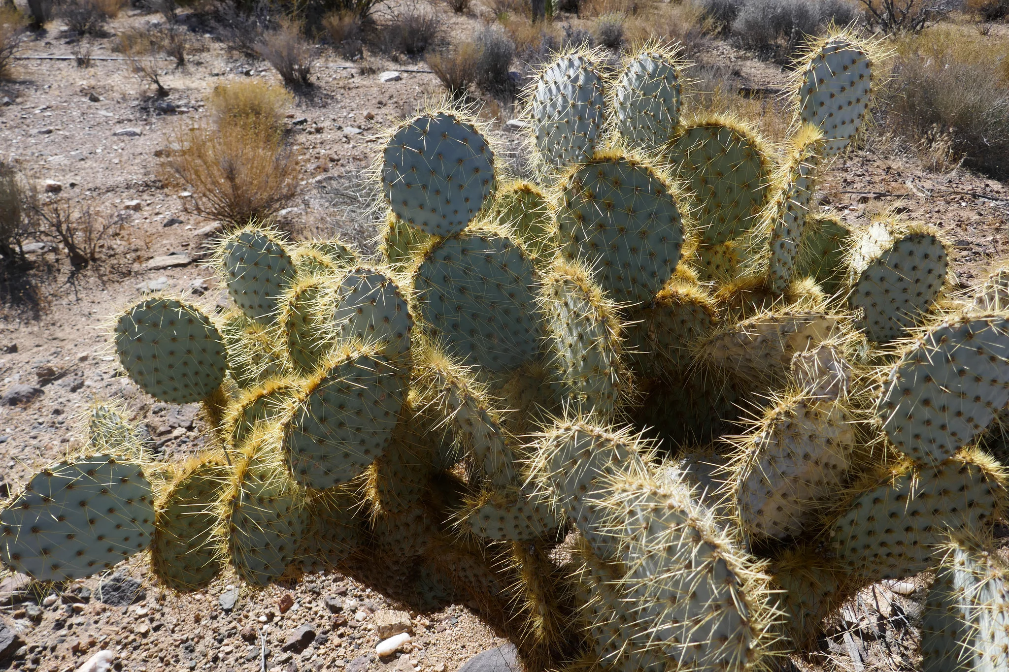 9c.jpg