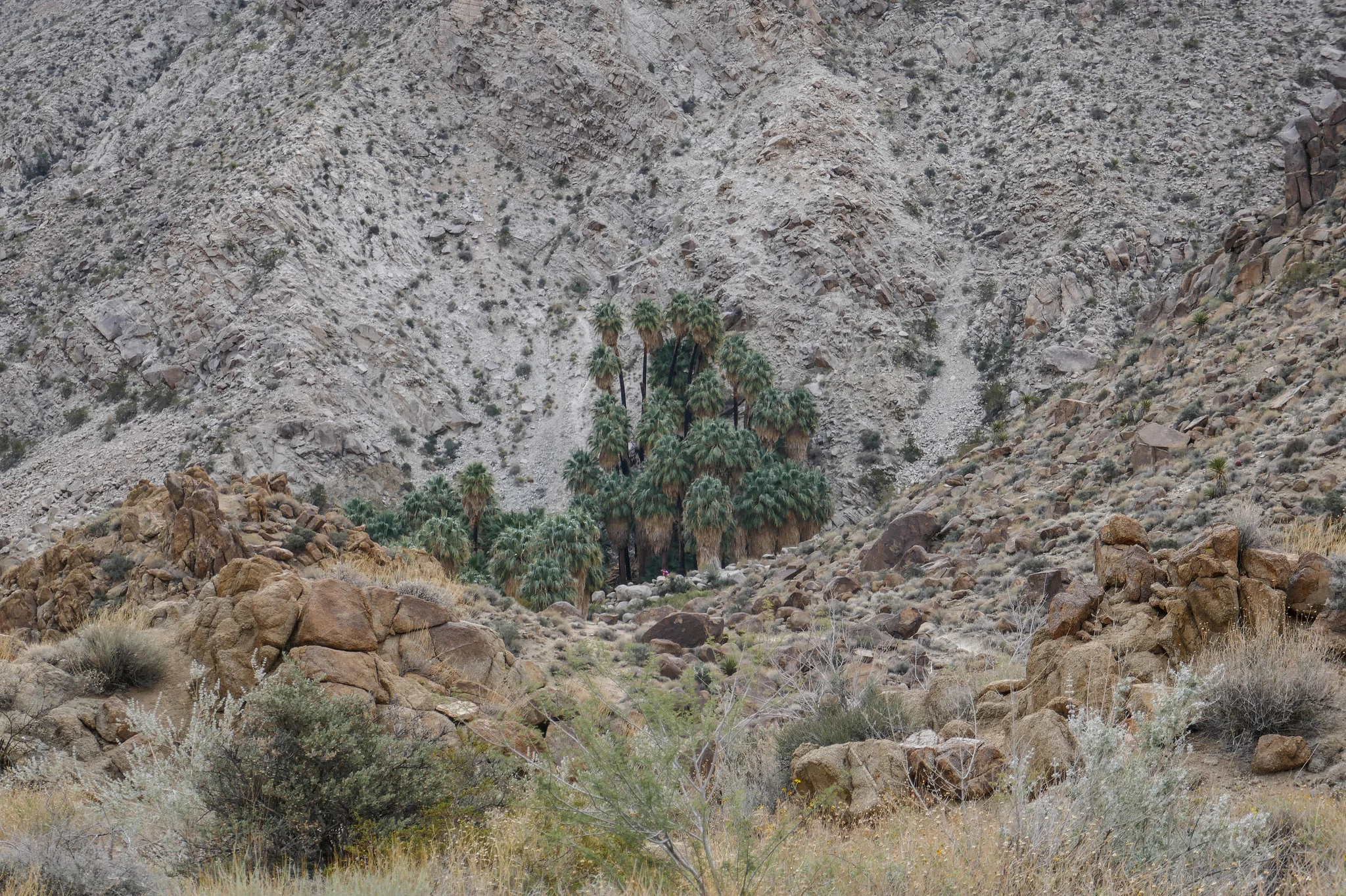 And suddenly the palms appear. 