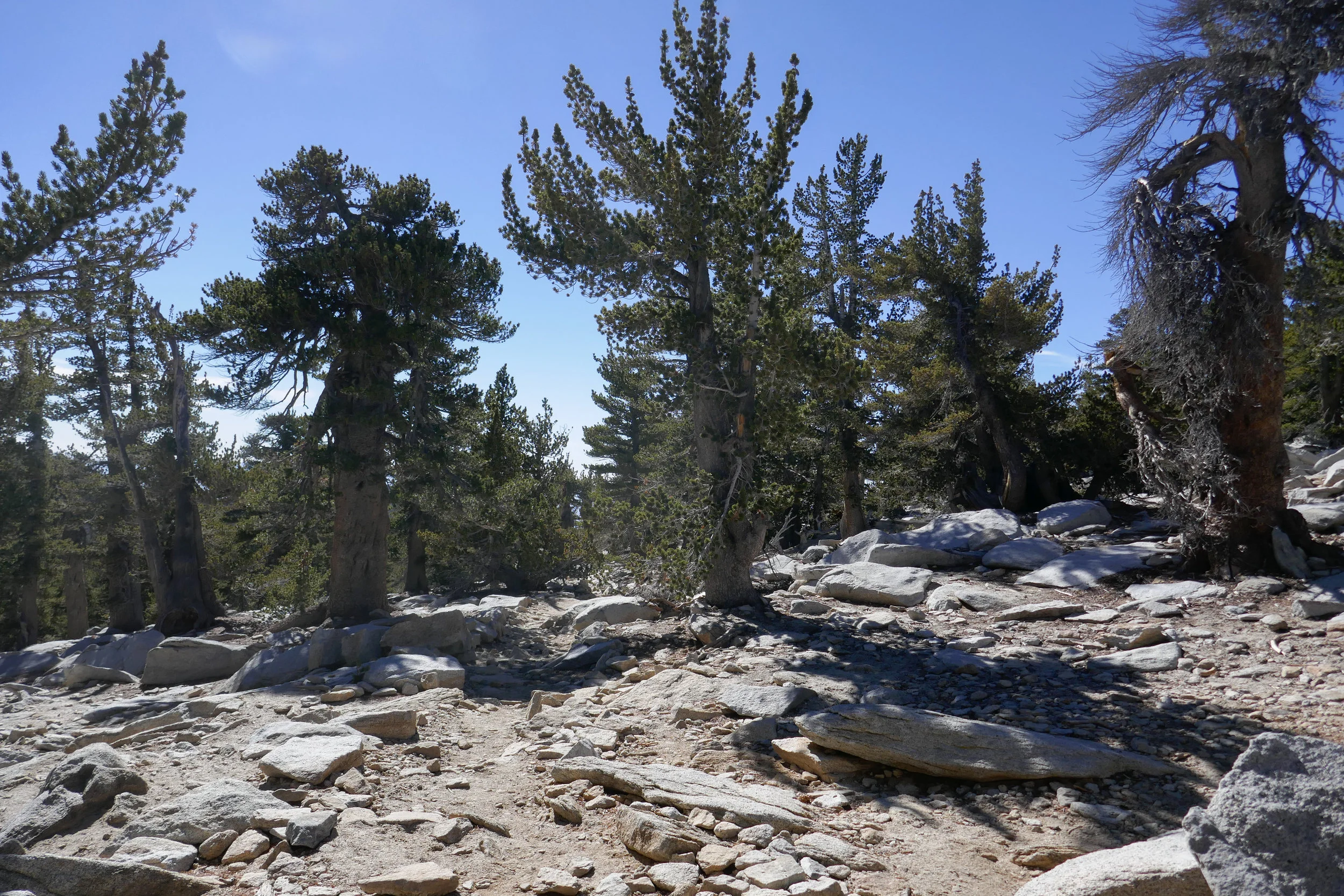 A beautiful Alpine forest.