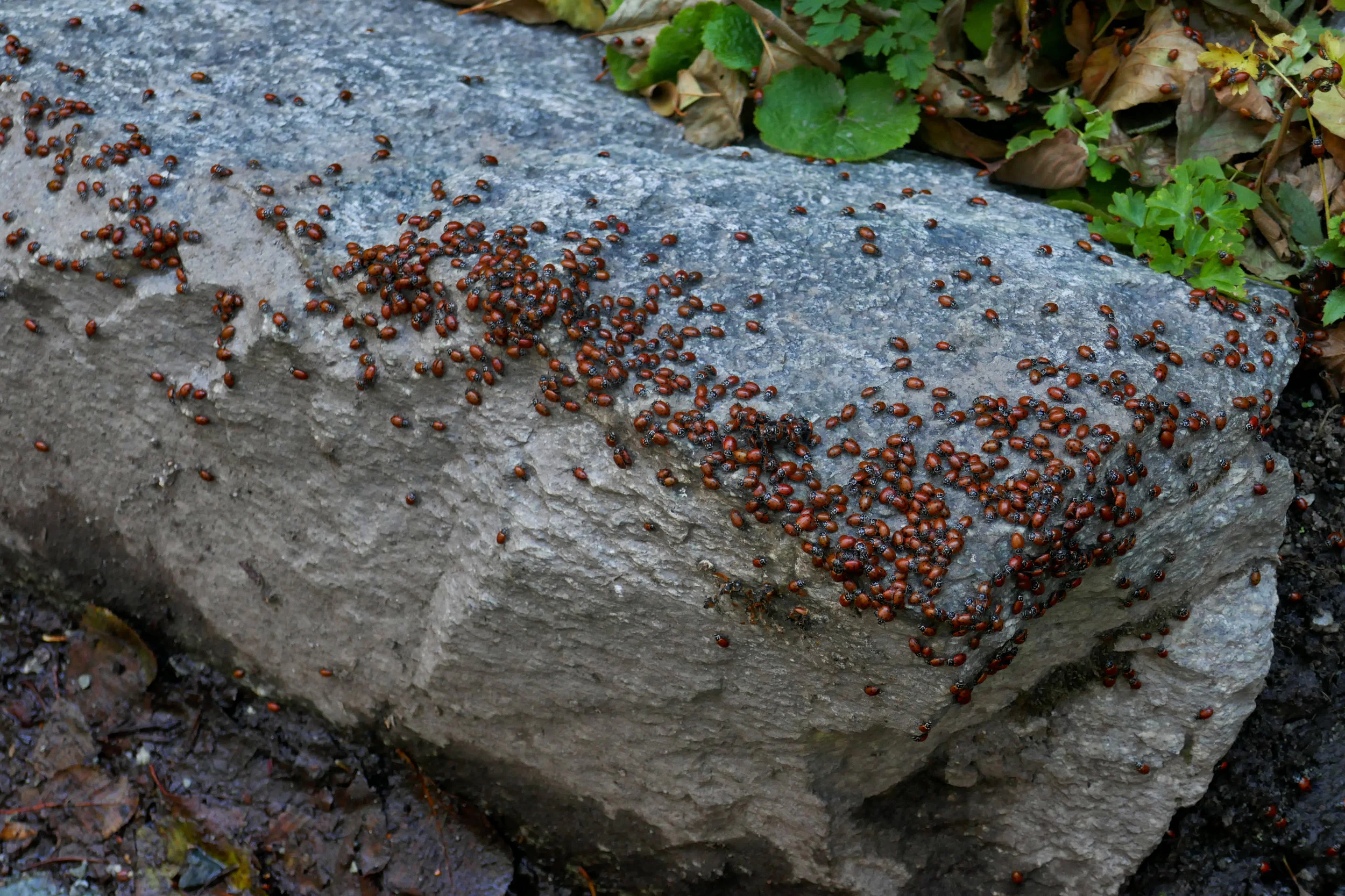 Ladybug party!