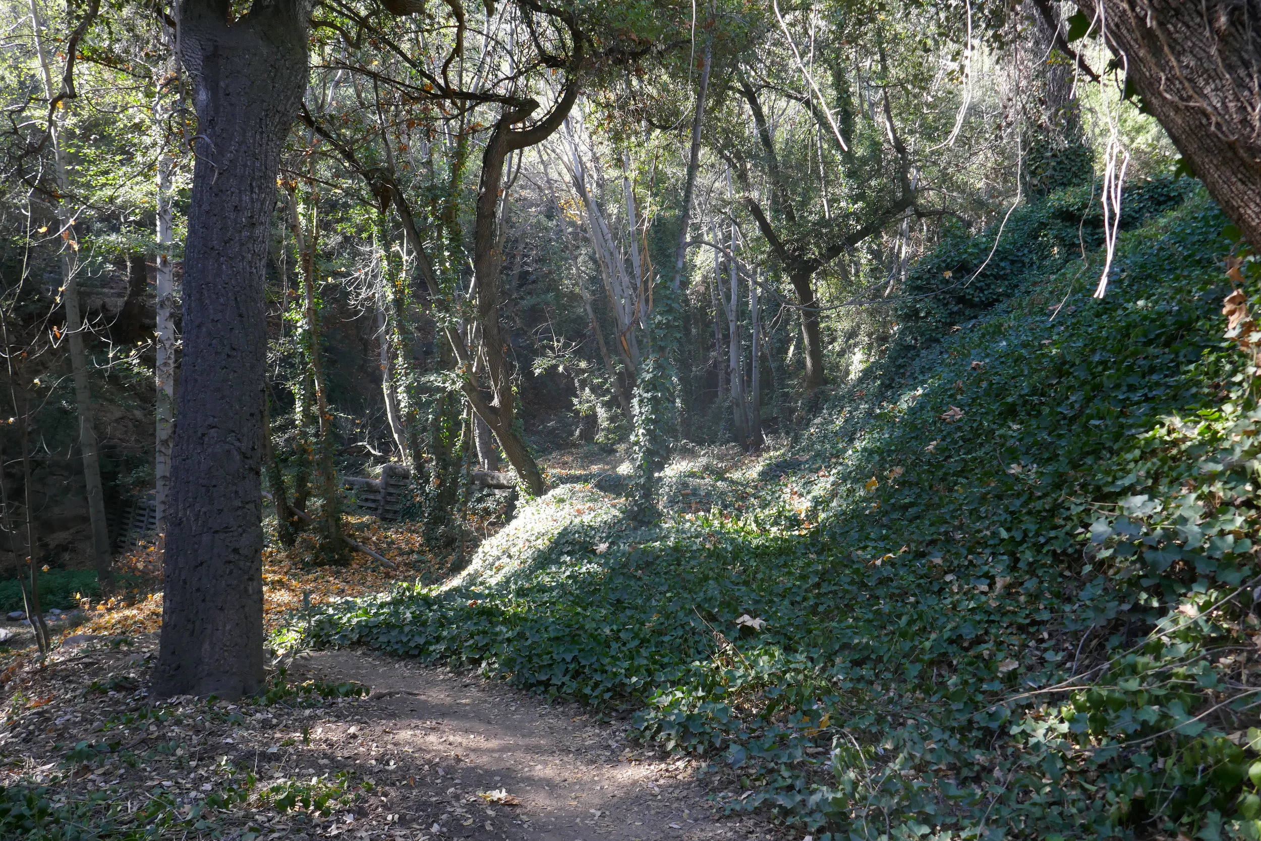 On the Winter Creek trail heading back to Chantry Flats.