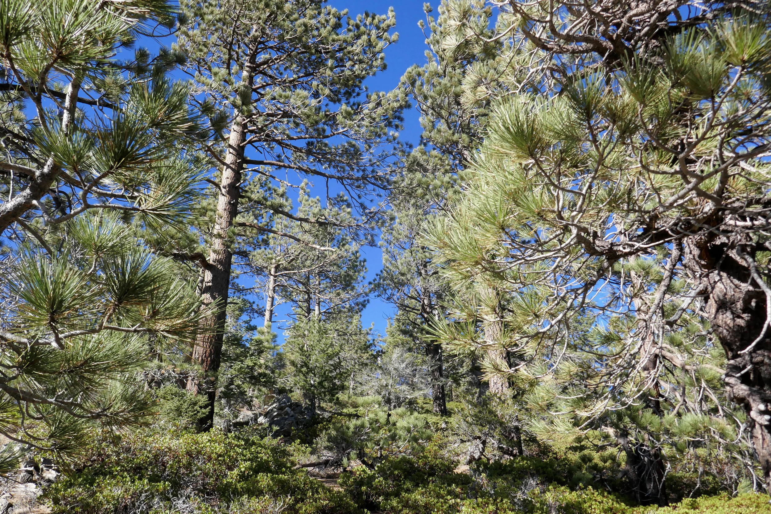 lrP1020635-Edit.jpg