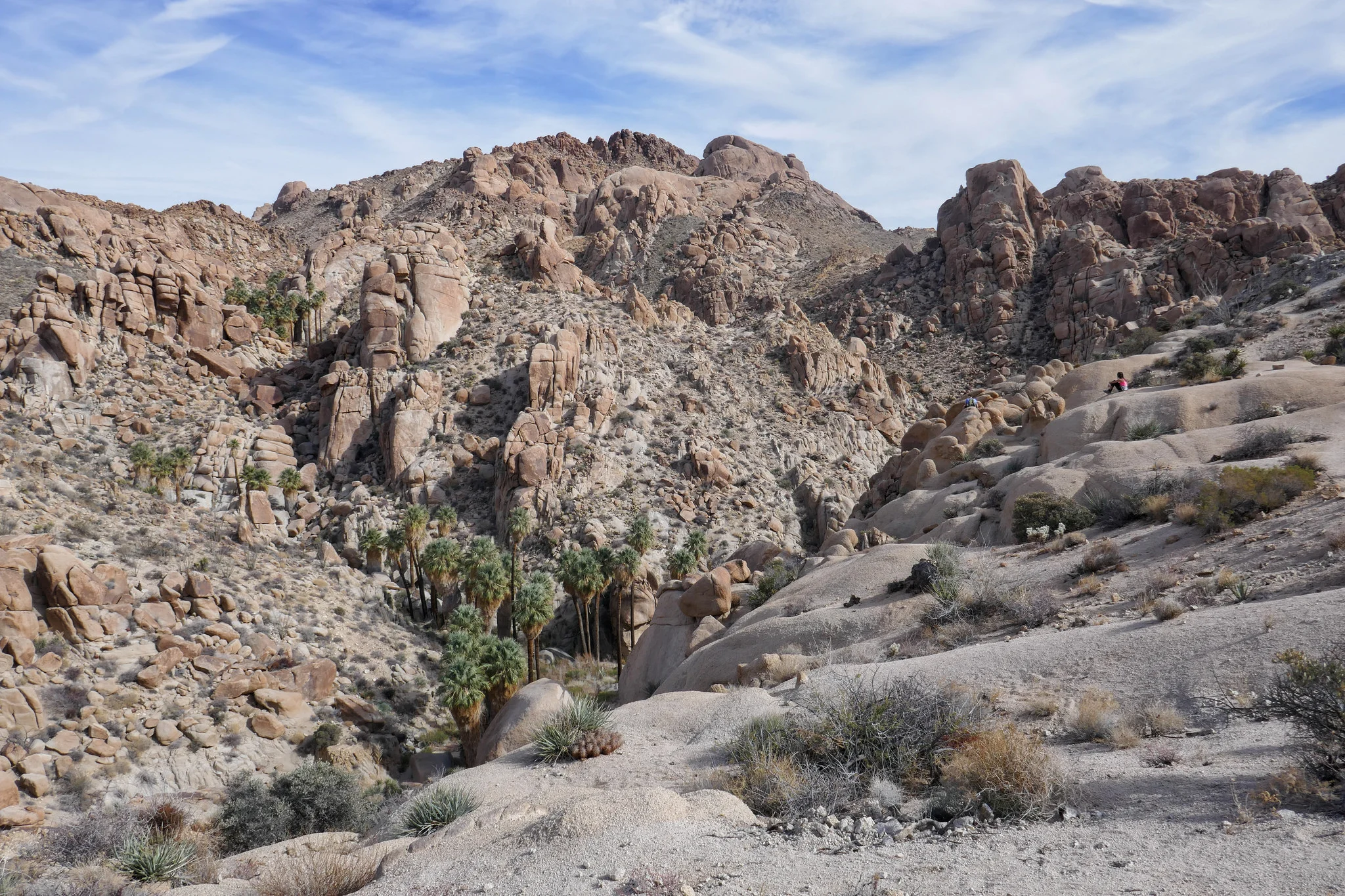 Cholla Cactus Garden Hiking Nature Blog West Coast Danielle Bedics Arizala Photography