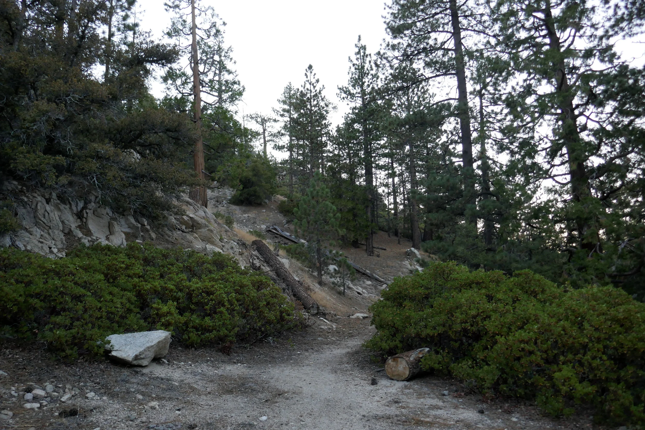 It's quite in the forest, and the sun is starting to come up.