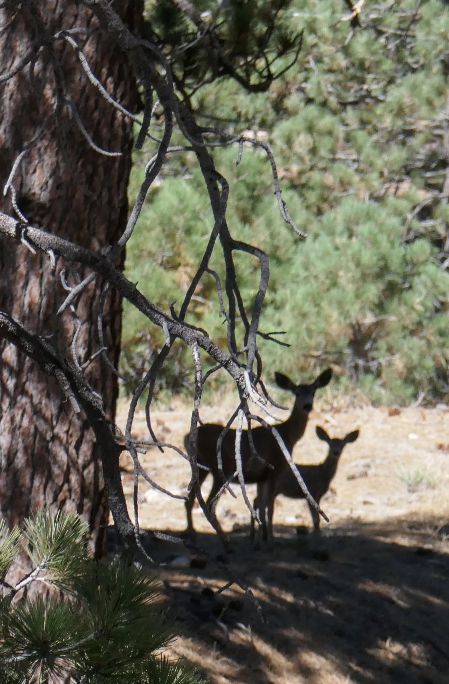 We saw a lot of deer today; five of them as we were hiking, and here we come across a doe and her fawn looking cautiously at us humans.