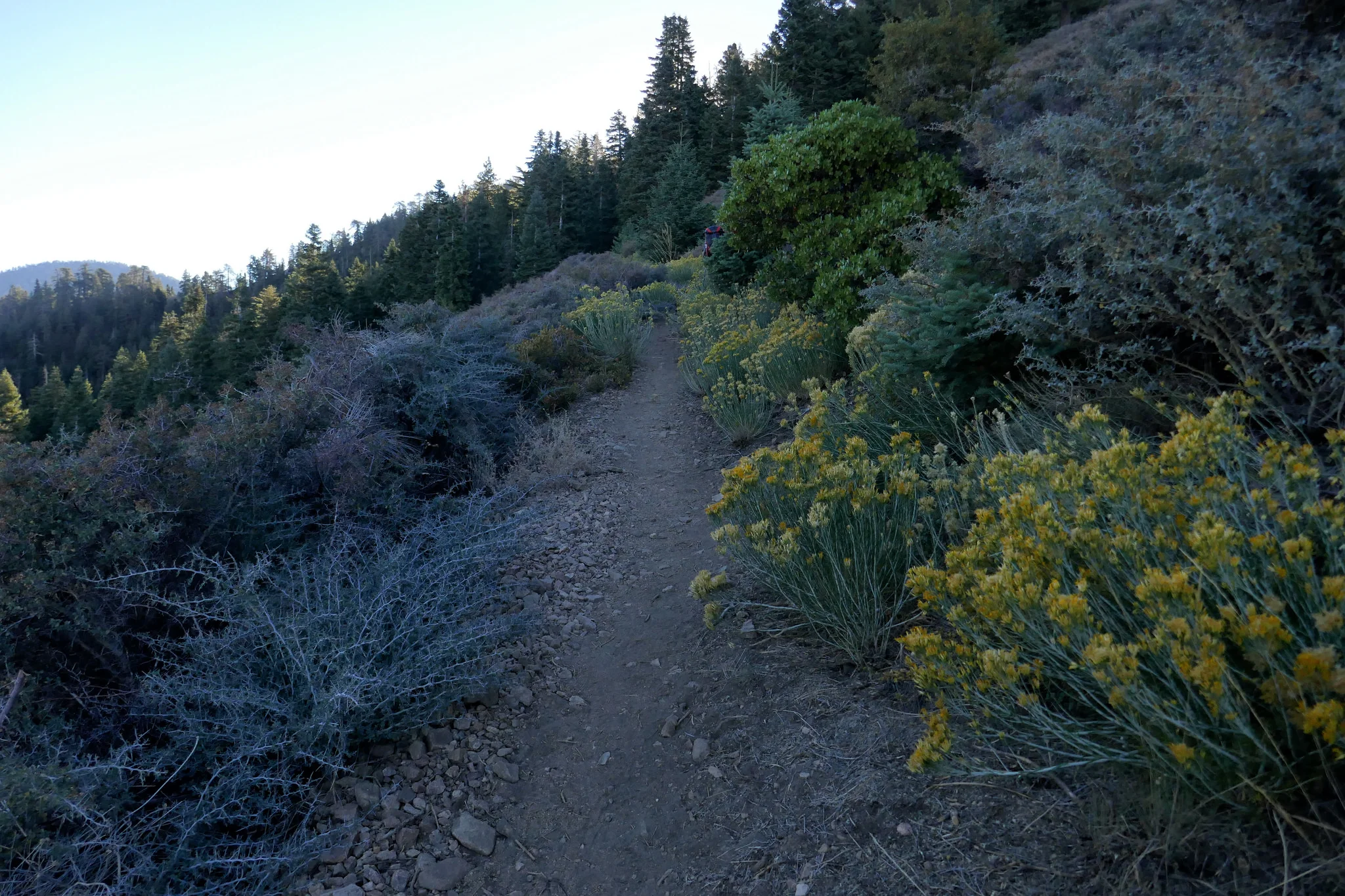 Rabbit brush abounds on this first section. Lots of insects are enjoying the golden blooms.