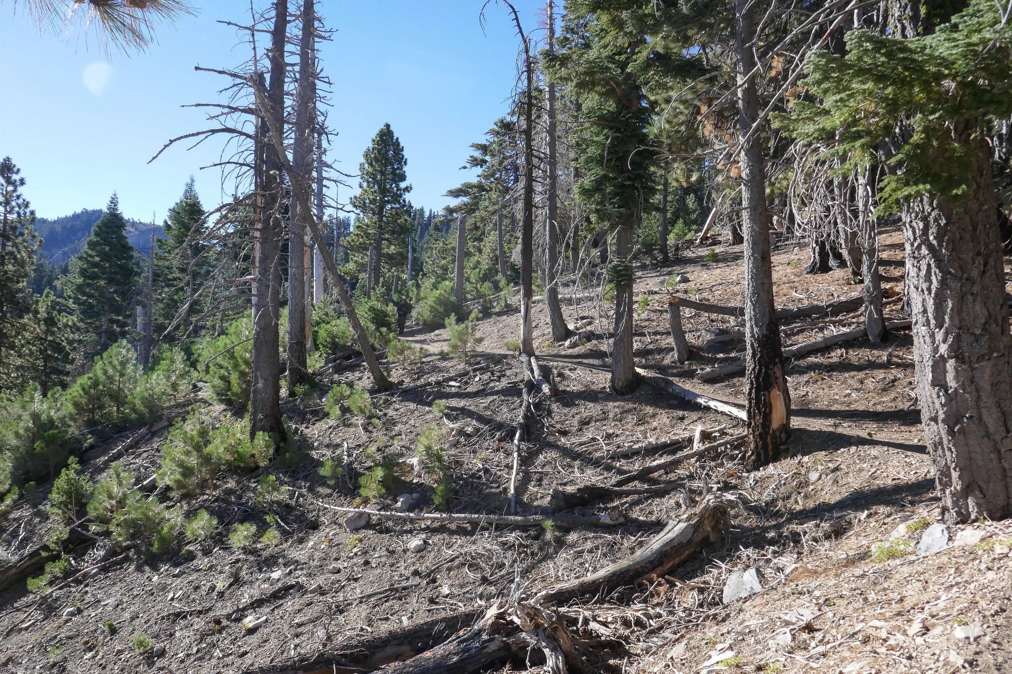 We hike along a more exposed section of trail. There are many baby pine trees here.