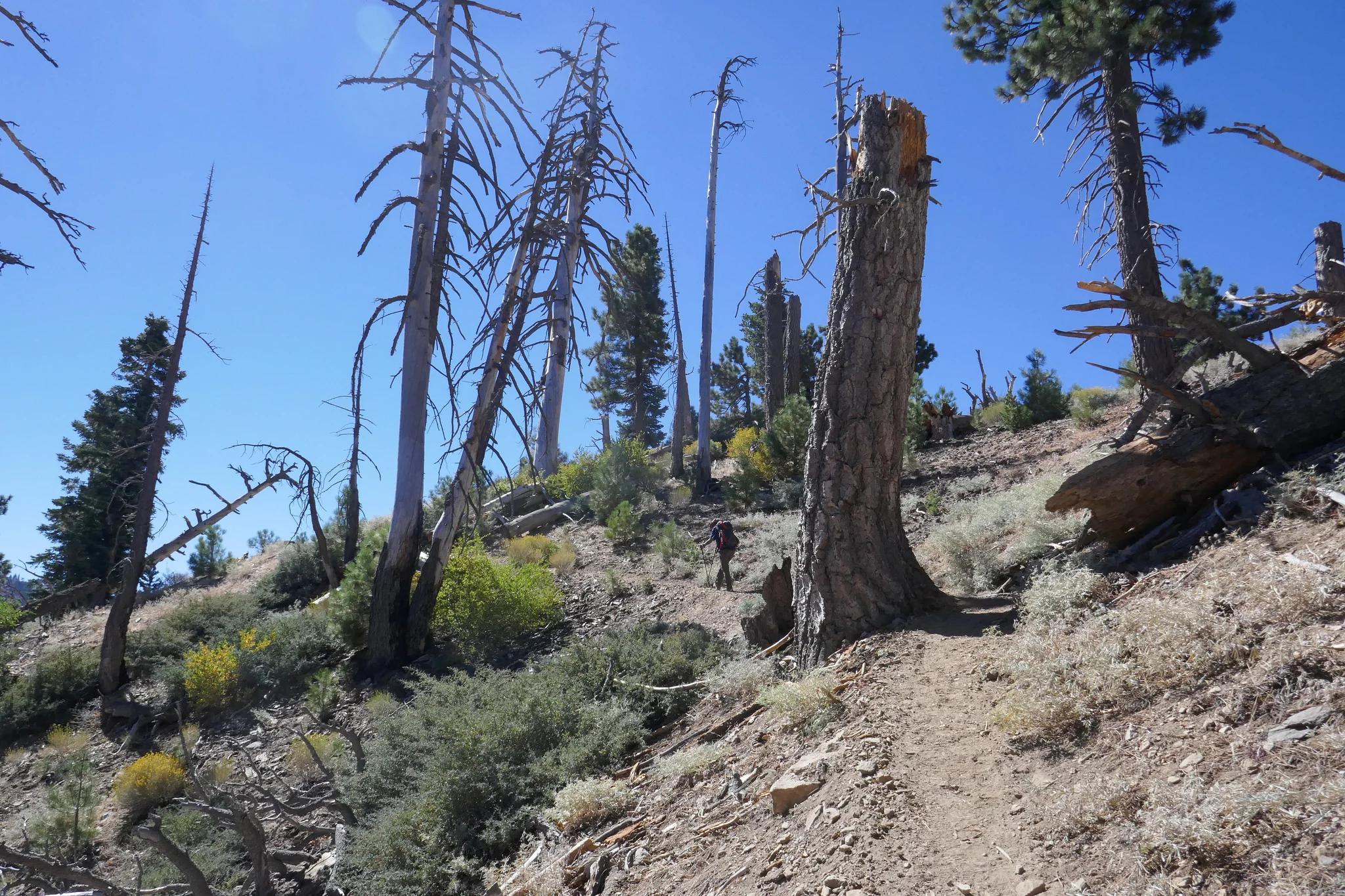 As we continue up, the trail becomes more exposed. I believe these trees were damaged in the Curve Fire of 2002.