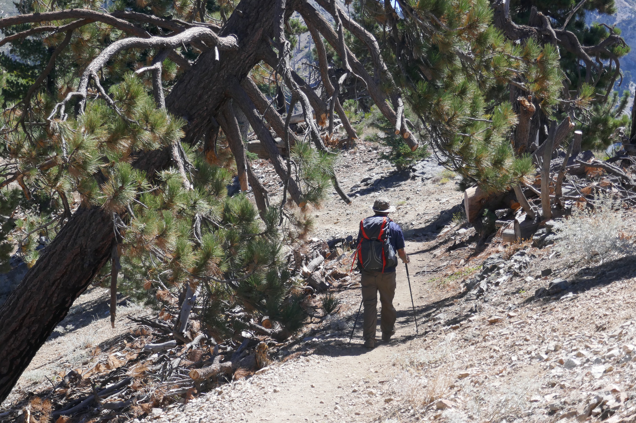 When we were here last year this tree’s branches were hanging low across the trail. You can see they did some great trail work by clearing it. I’m grateful for the people who do this for us so we can enjoy these wonderful trails.