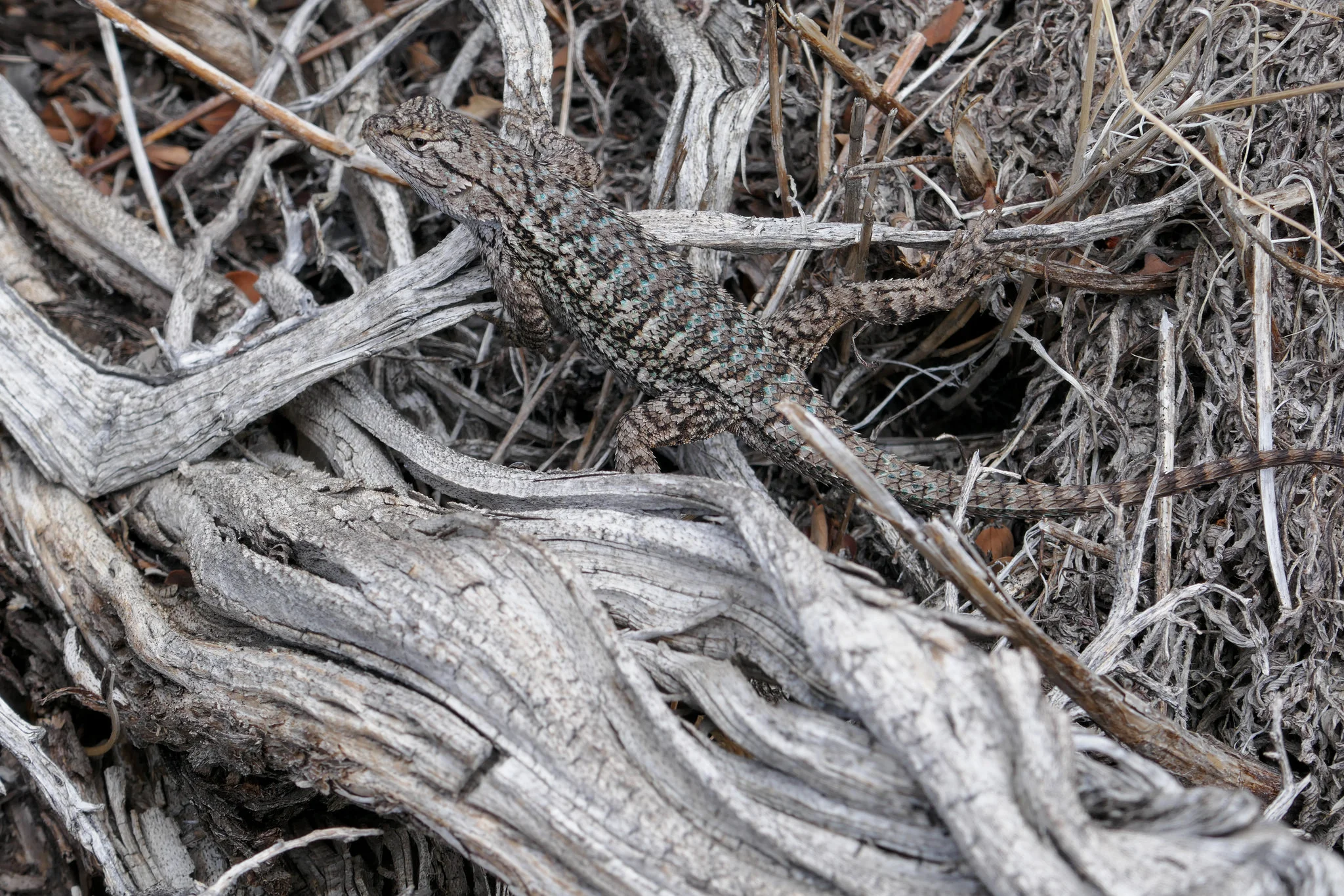 Western Fence lizard. I suppose he was trying to get warm.