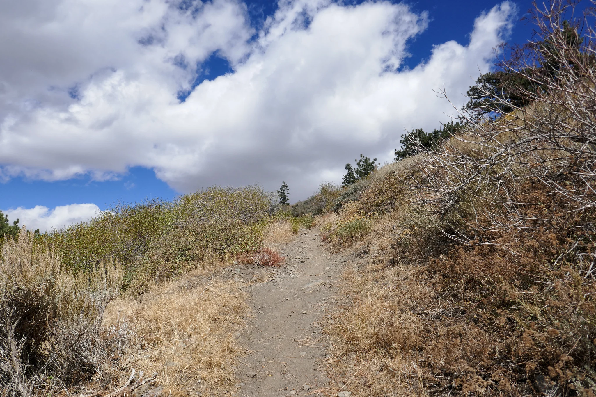 Up into the clouds.