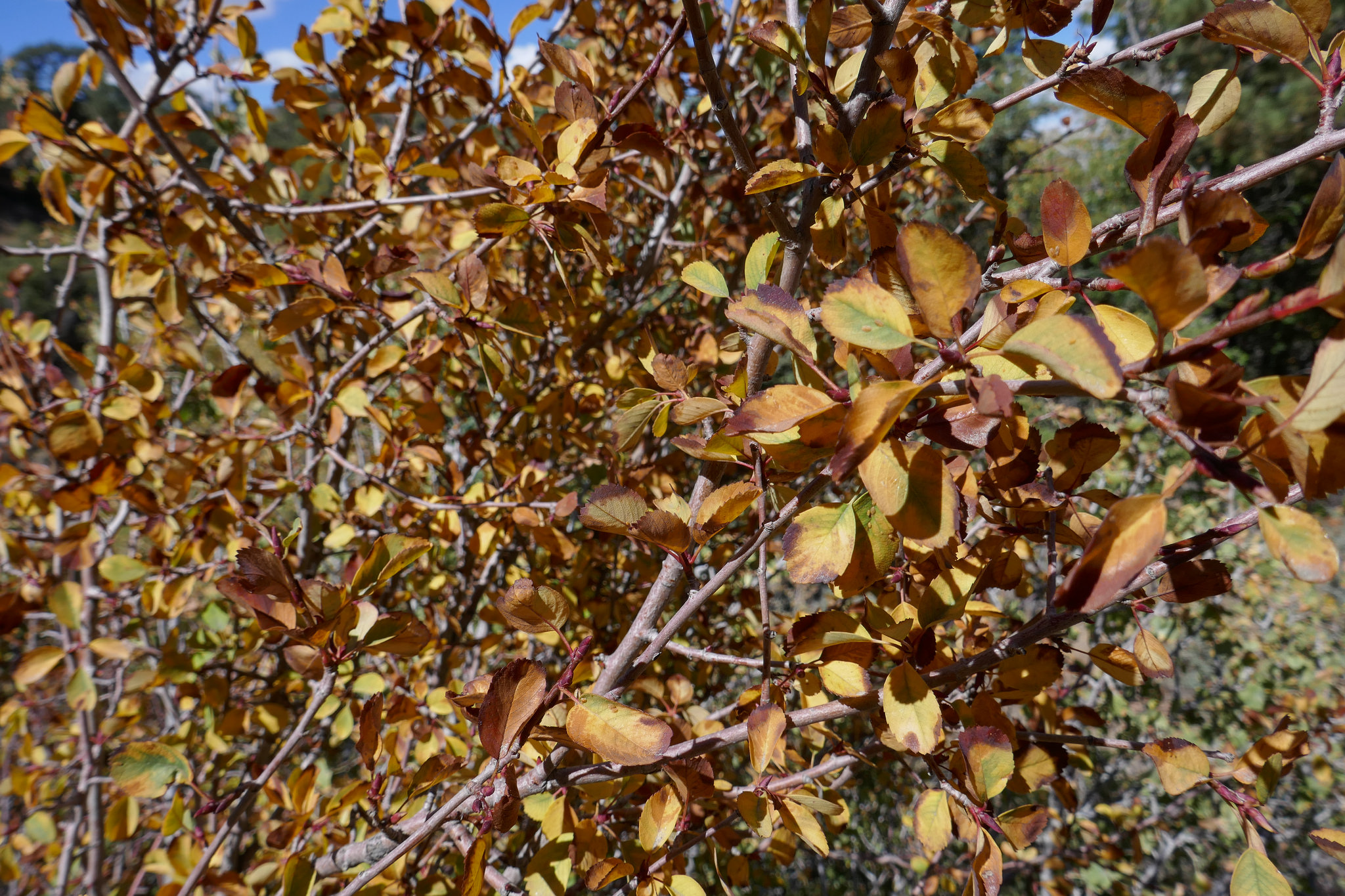 Fall colors.