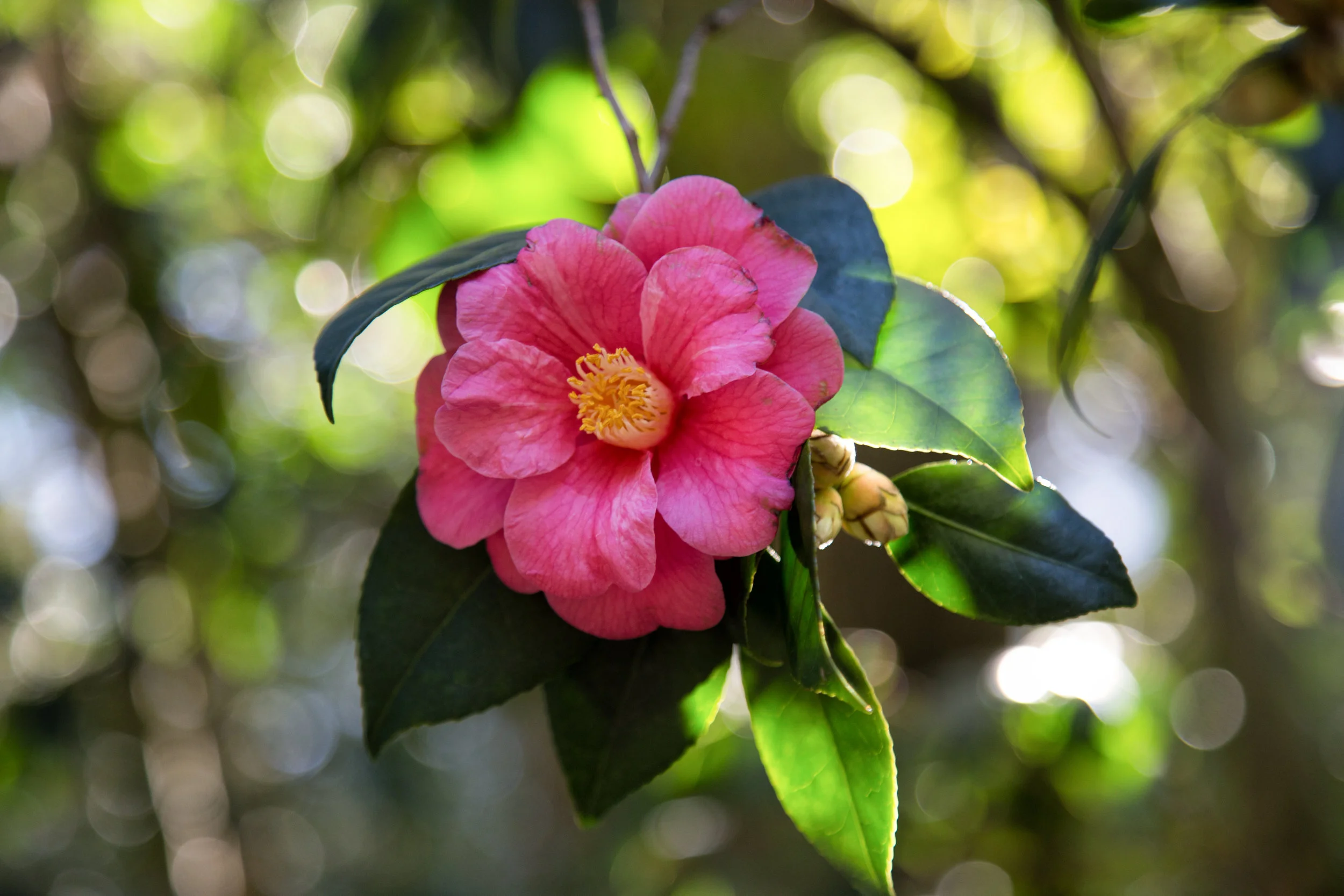 lrIMG_6924-Edit.jpg
