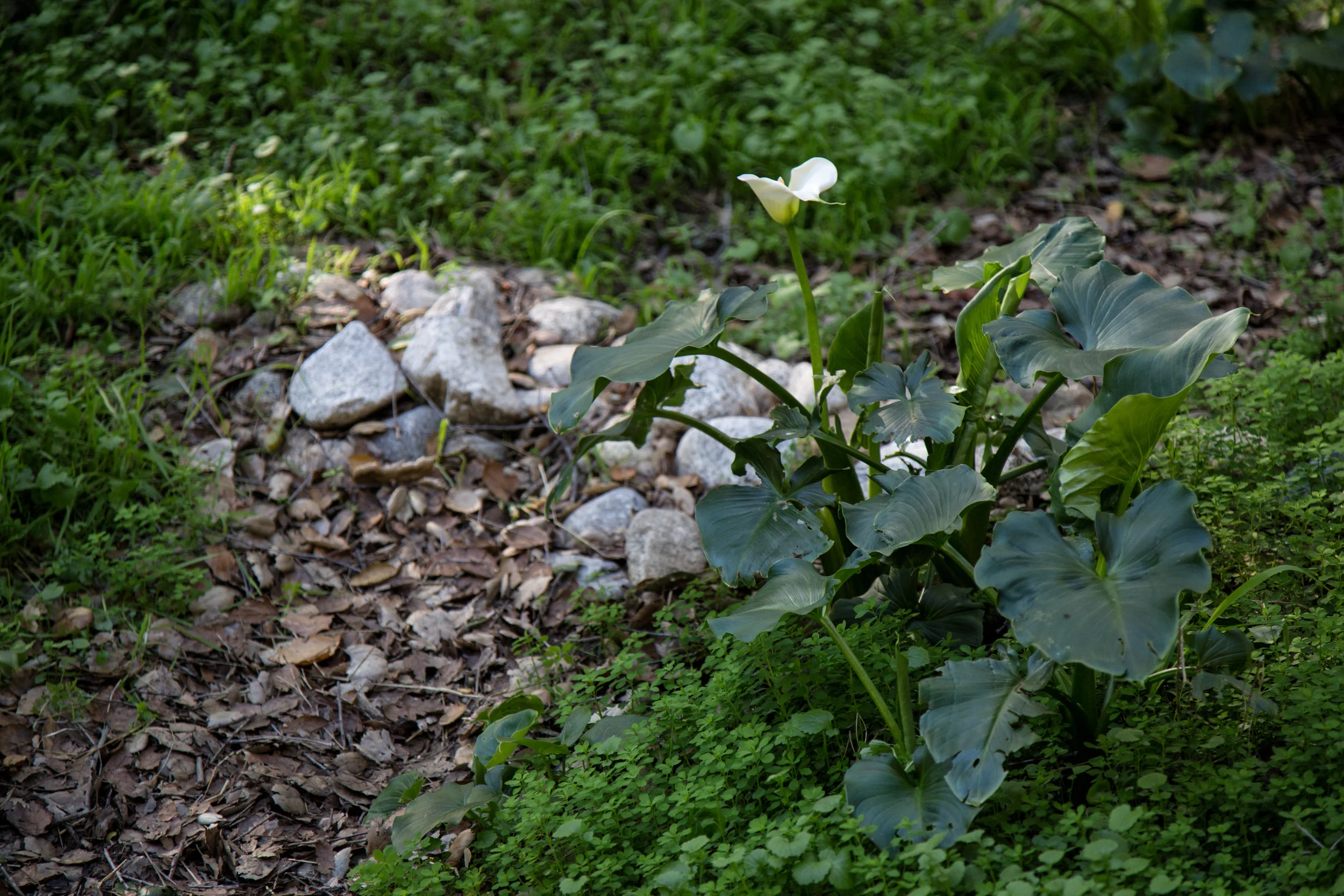 lrIMG_6929-Edit.jpg