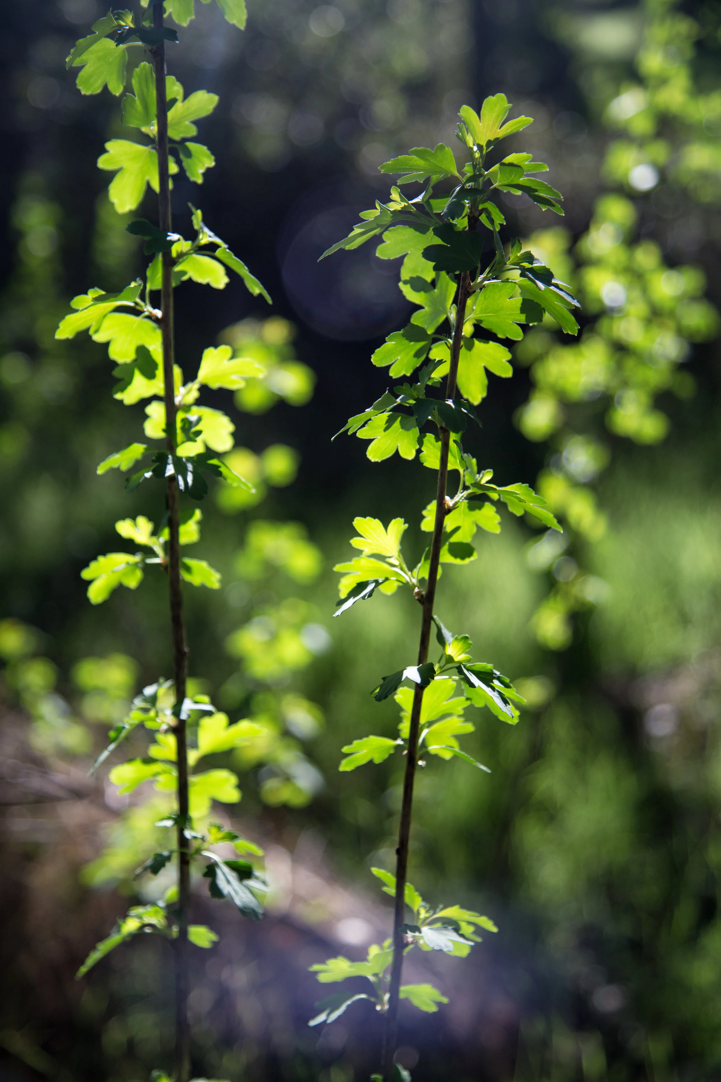 lrIMG_6944-Edit.jpg