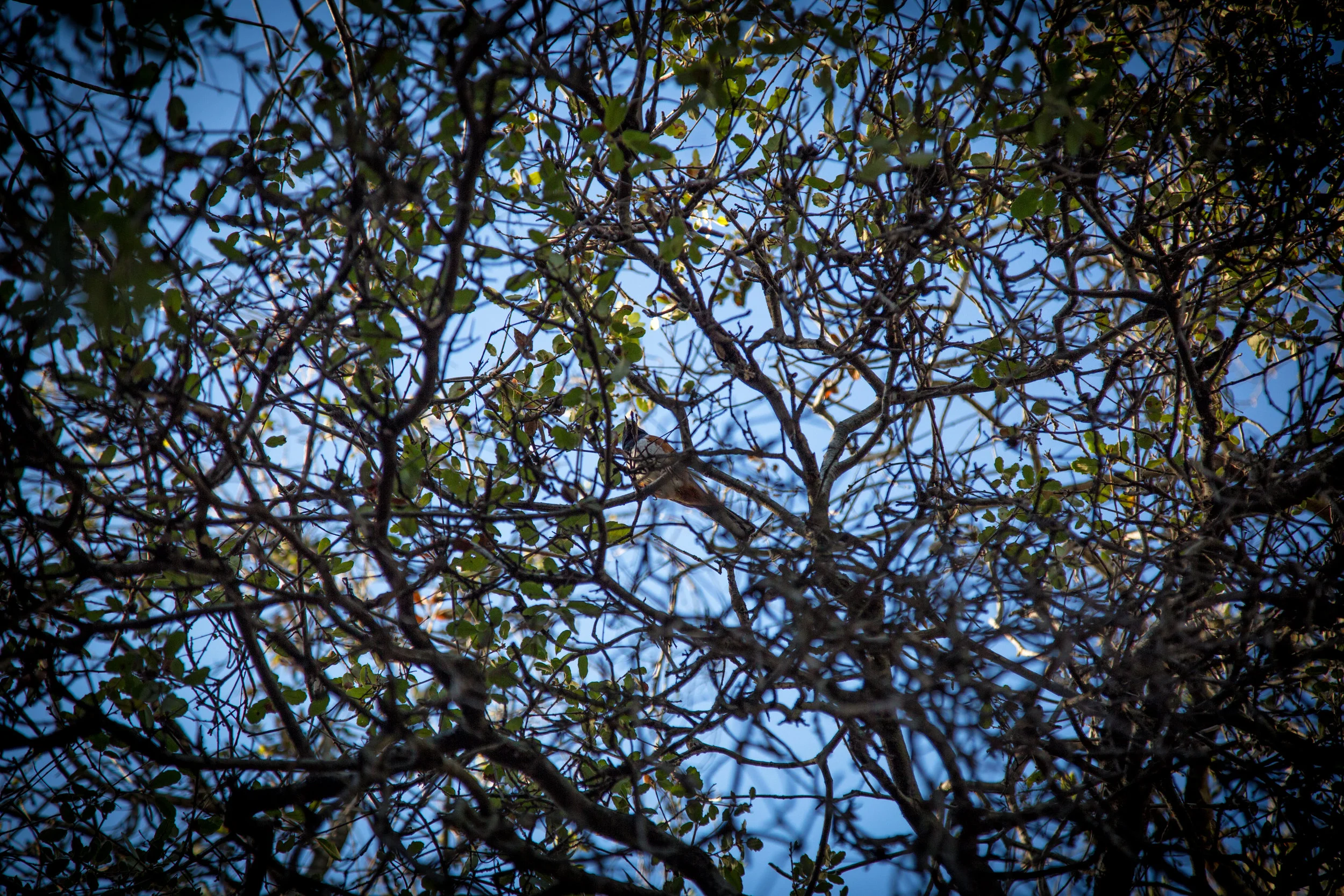 lrIMG_6957-Edit.jpg