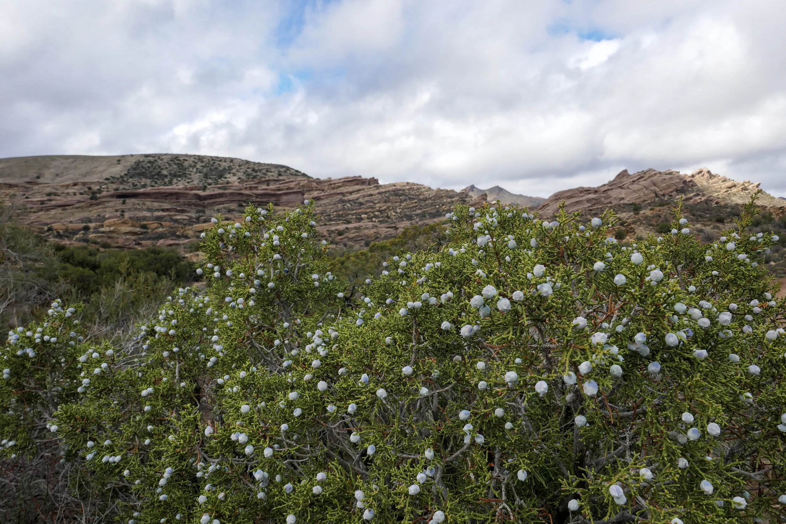 lrP1150760-Edit.jpg