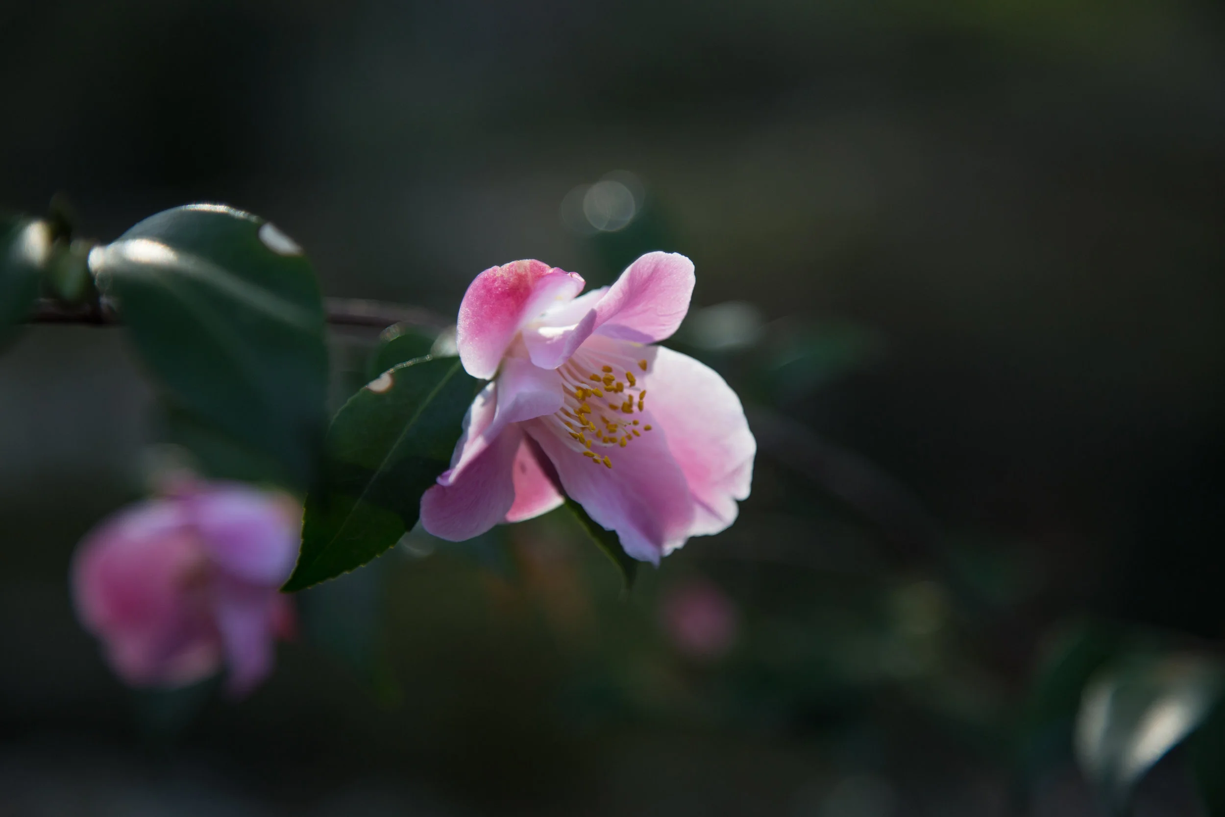 lrIMG_7050.jpg