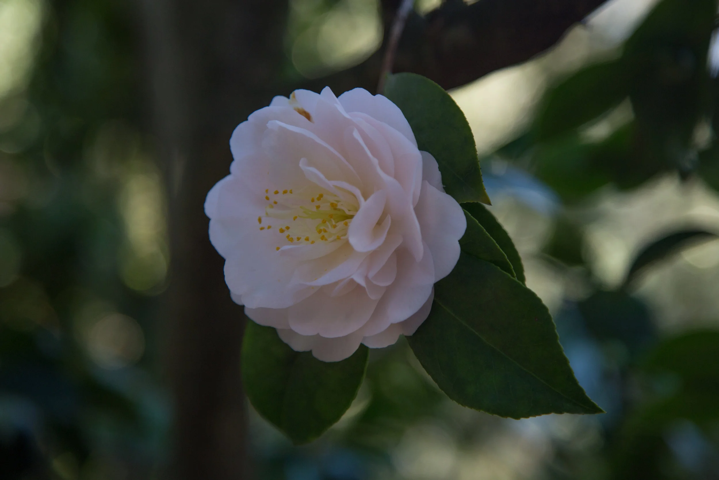 lrIMG_7075.jpg