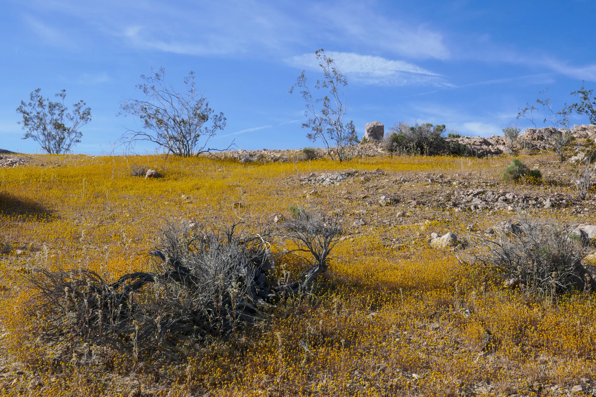 lrP1170801.jpg