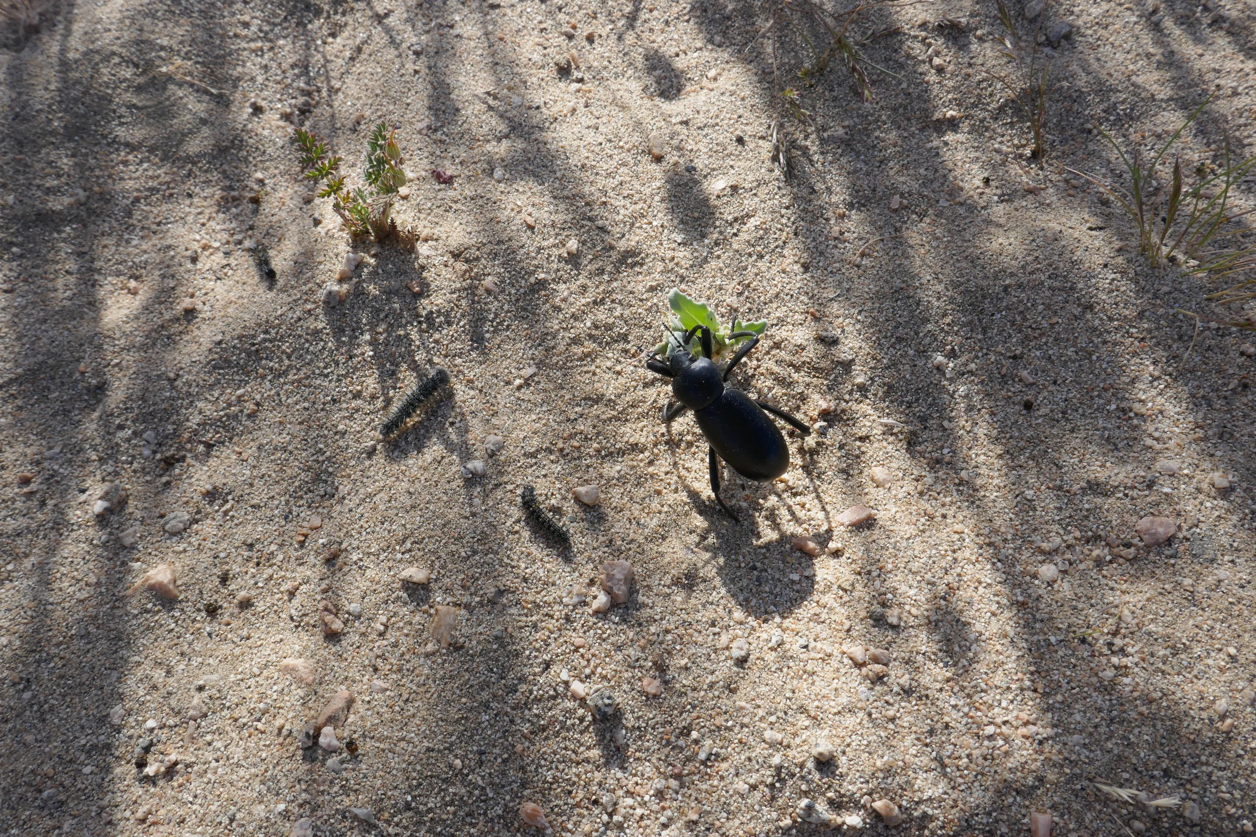 lrP1170816.jpg