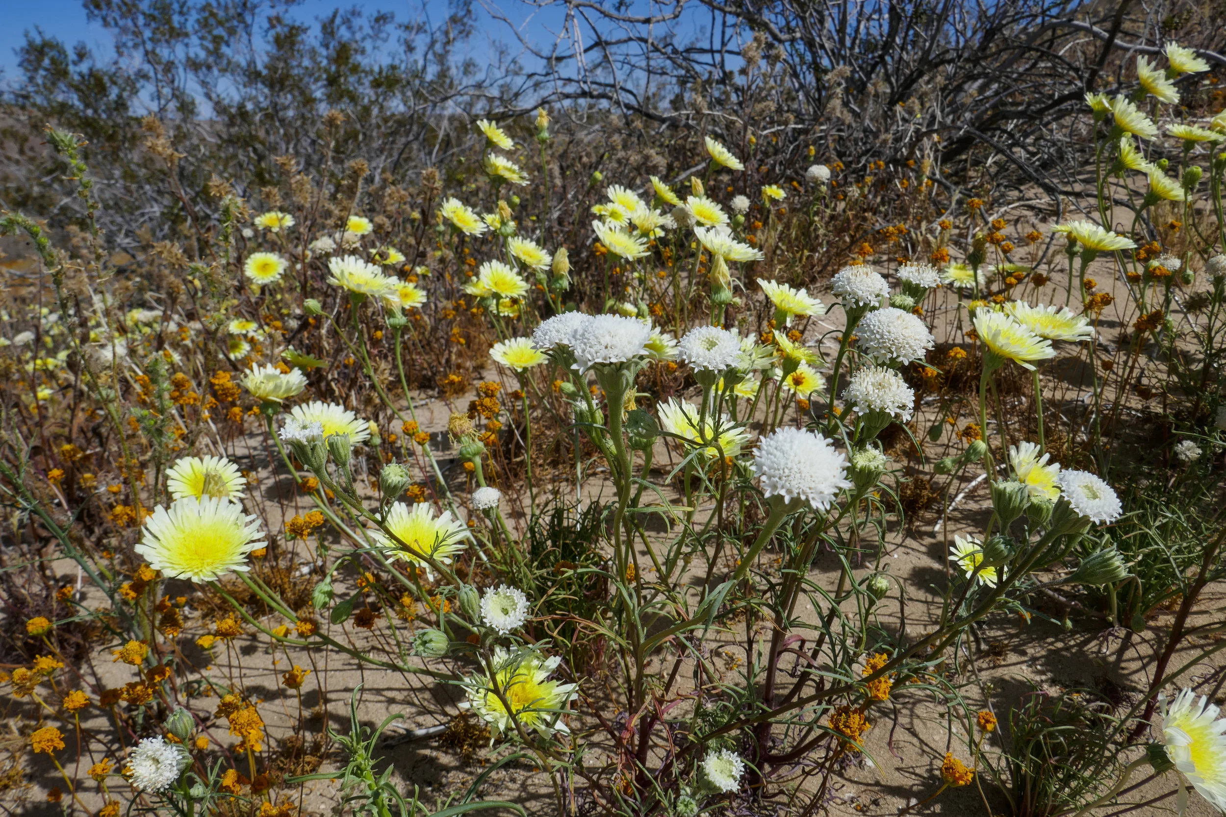 lrP1170943.jpg