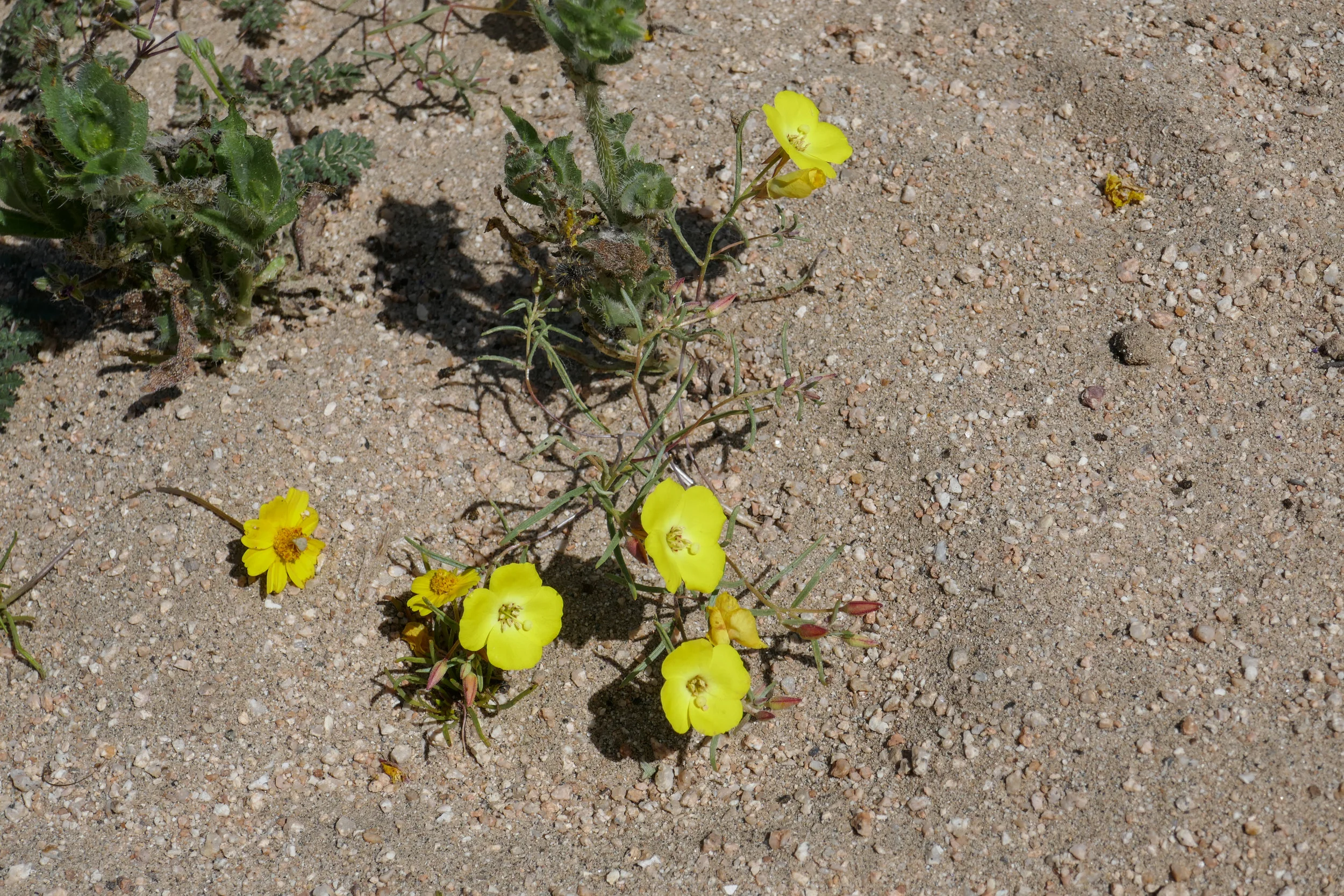 lrP1180023.jpg