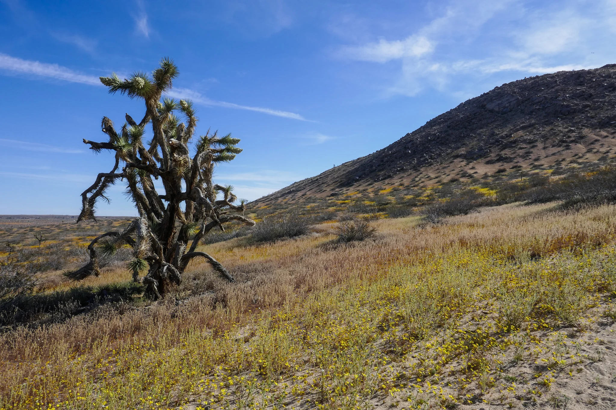 Saddleback Butte State Park, 4.8 Miles RT, 1,037' +/-, 3,651' Max Elevation, April 14, 2019