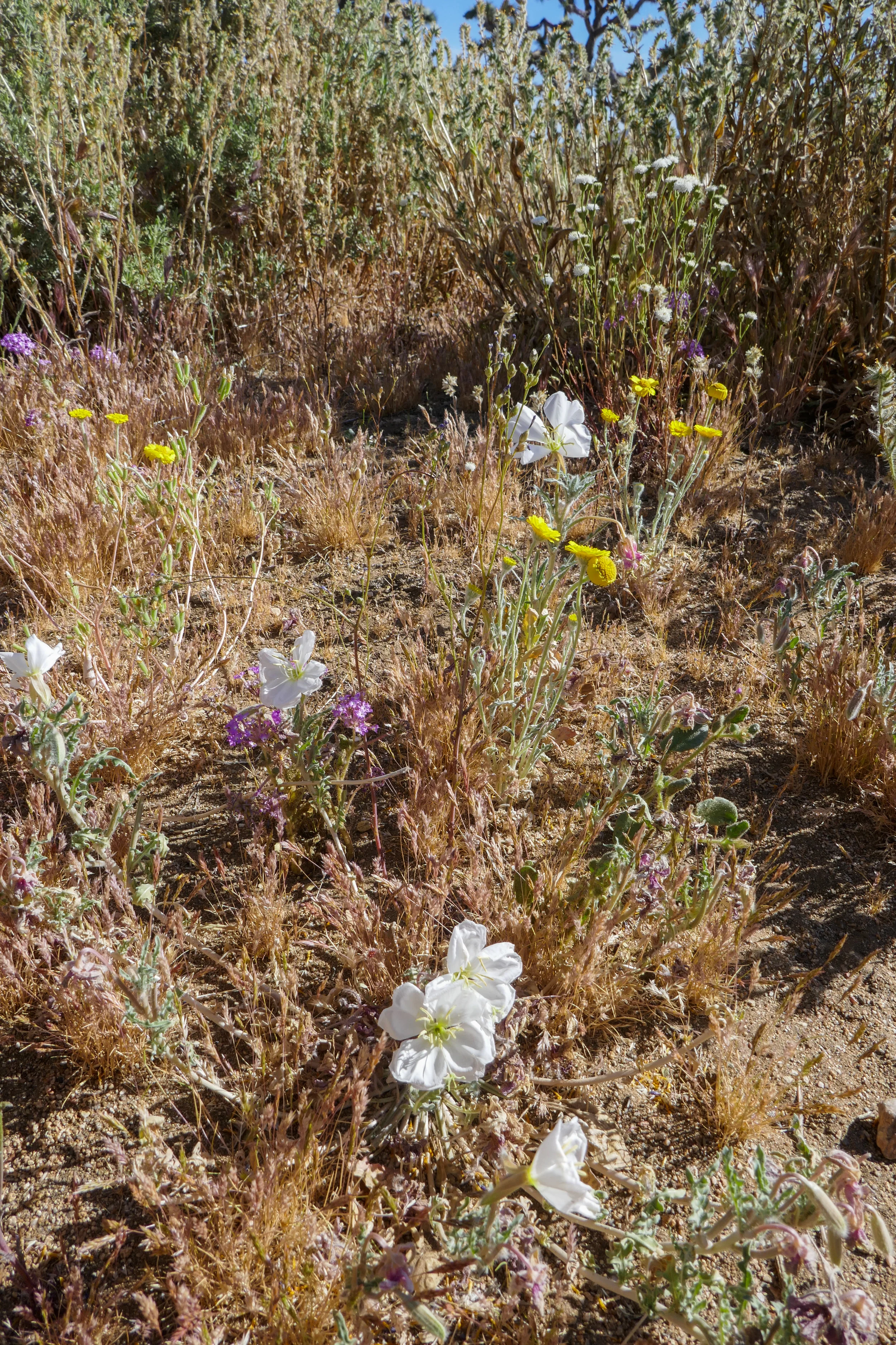 lrP1180351.jpg