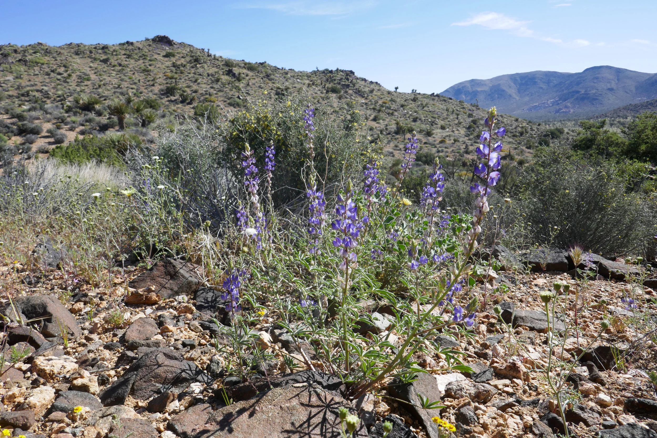 lrP1180397.jpg