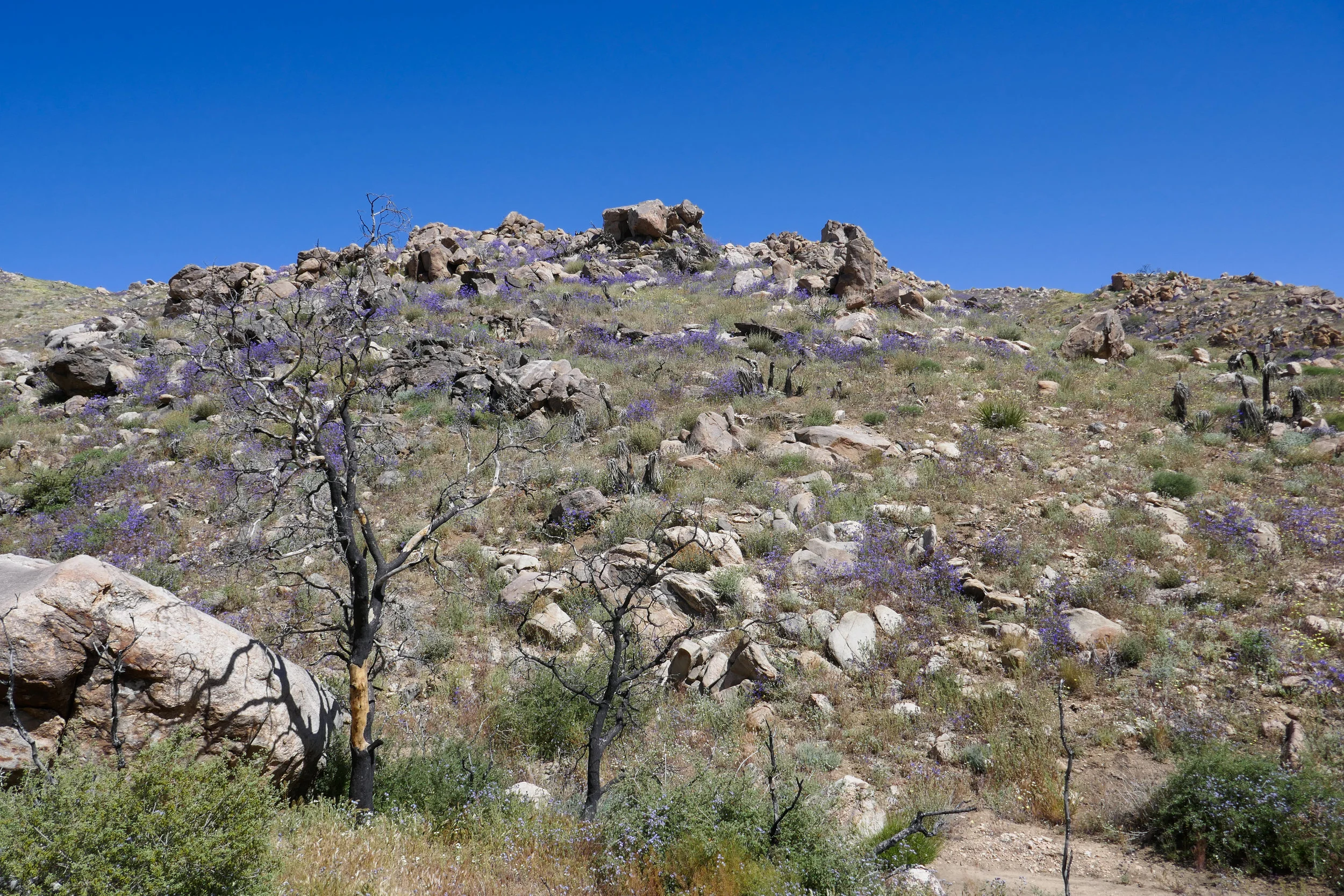 lrP1180493.jpg