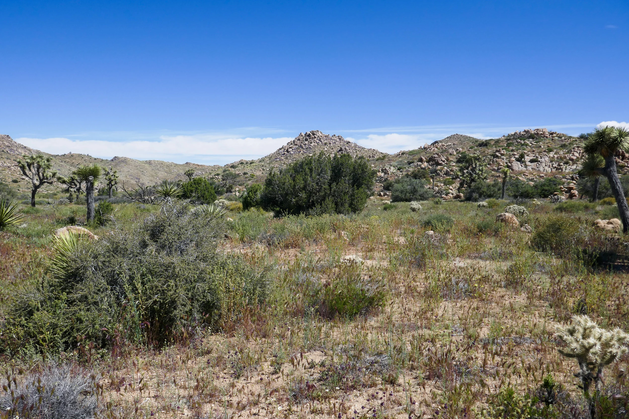 lrP1180501.jpg