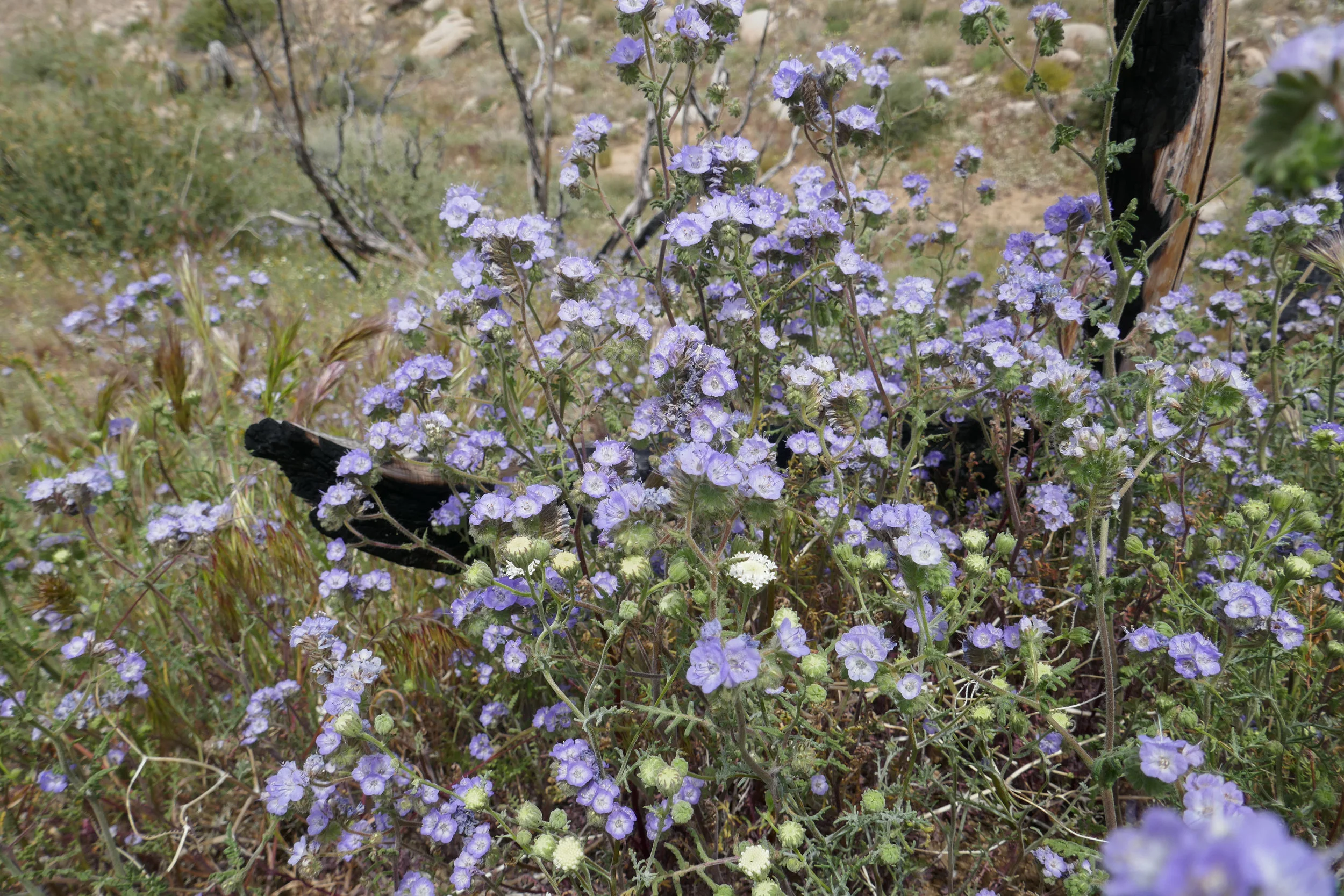 lrP1180634.jpg