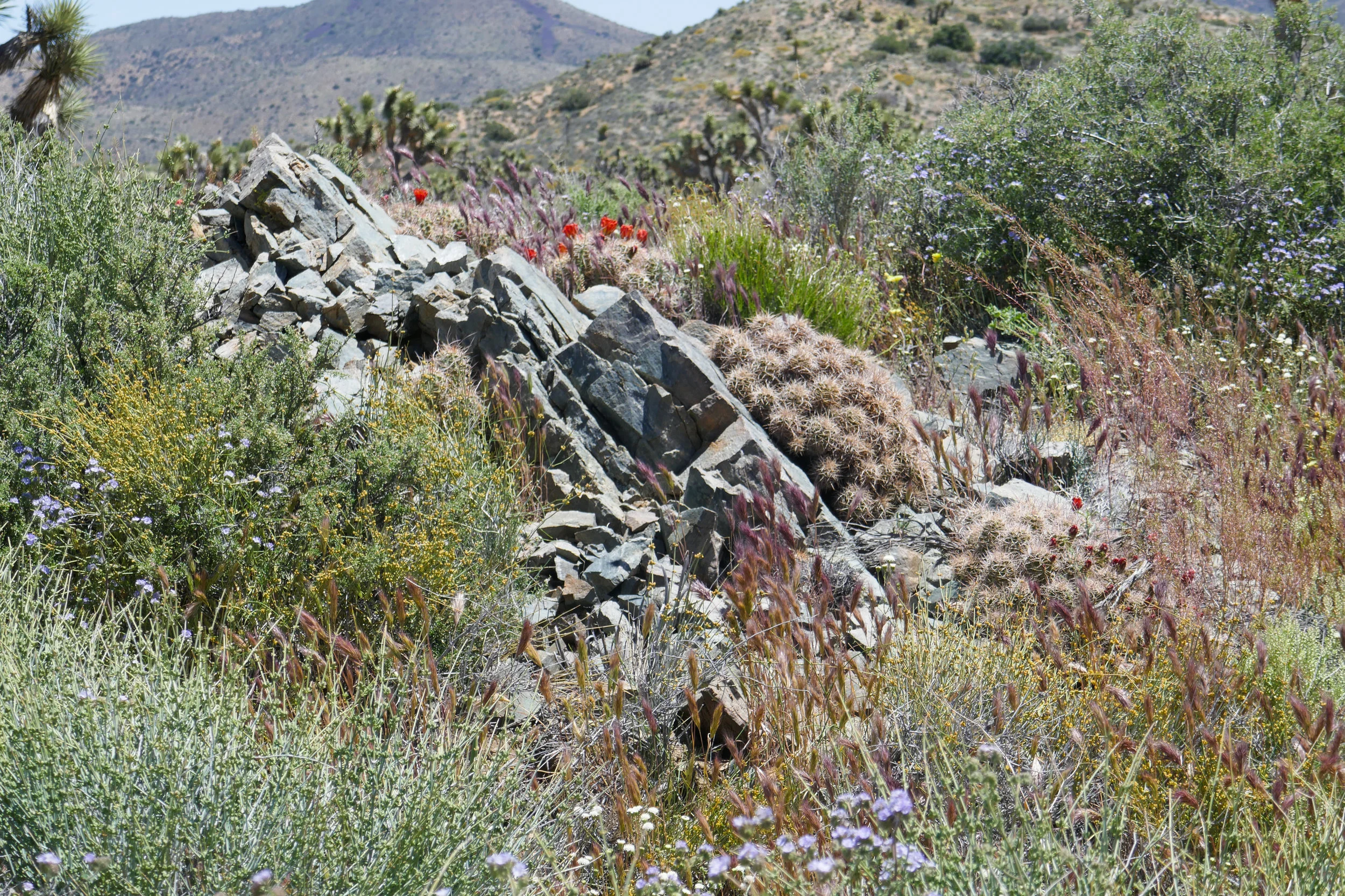 lrP1180705.jpg