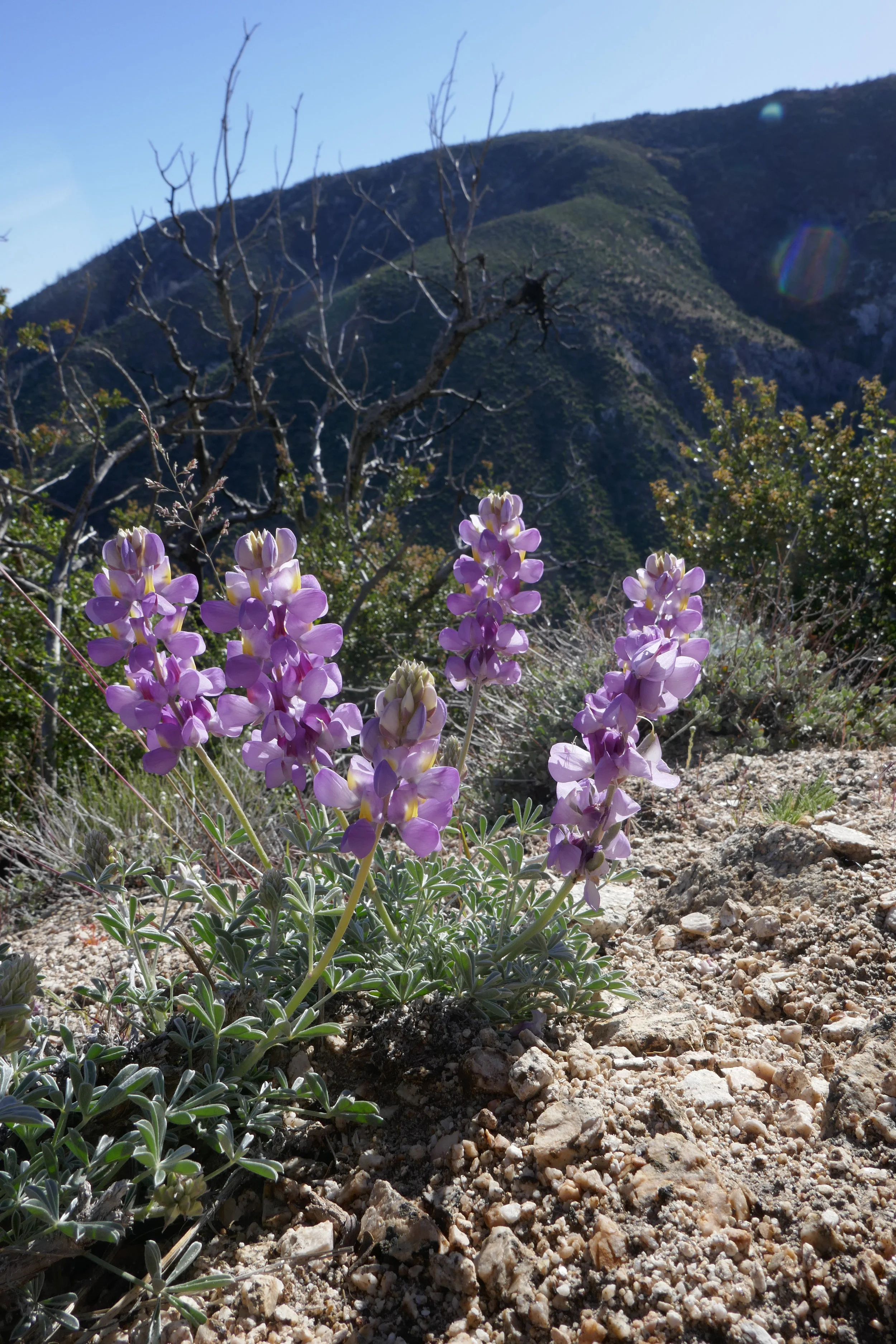 lrP1180763.jpg