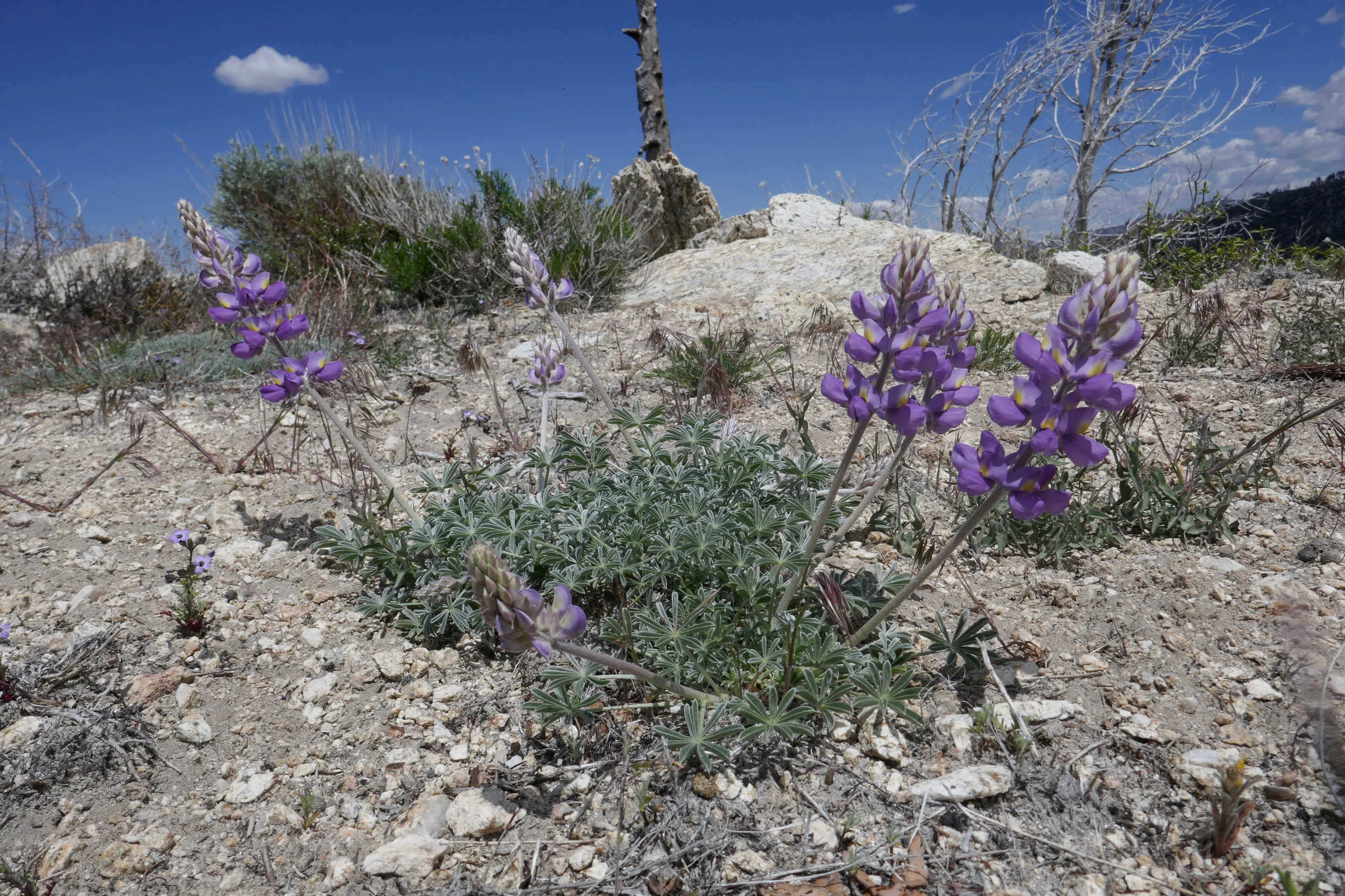 lrP1190038.jpg