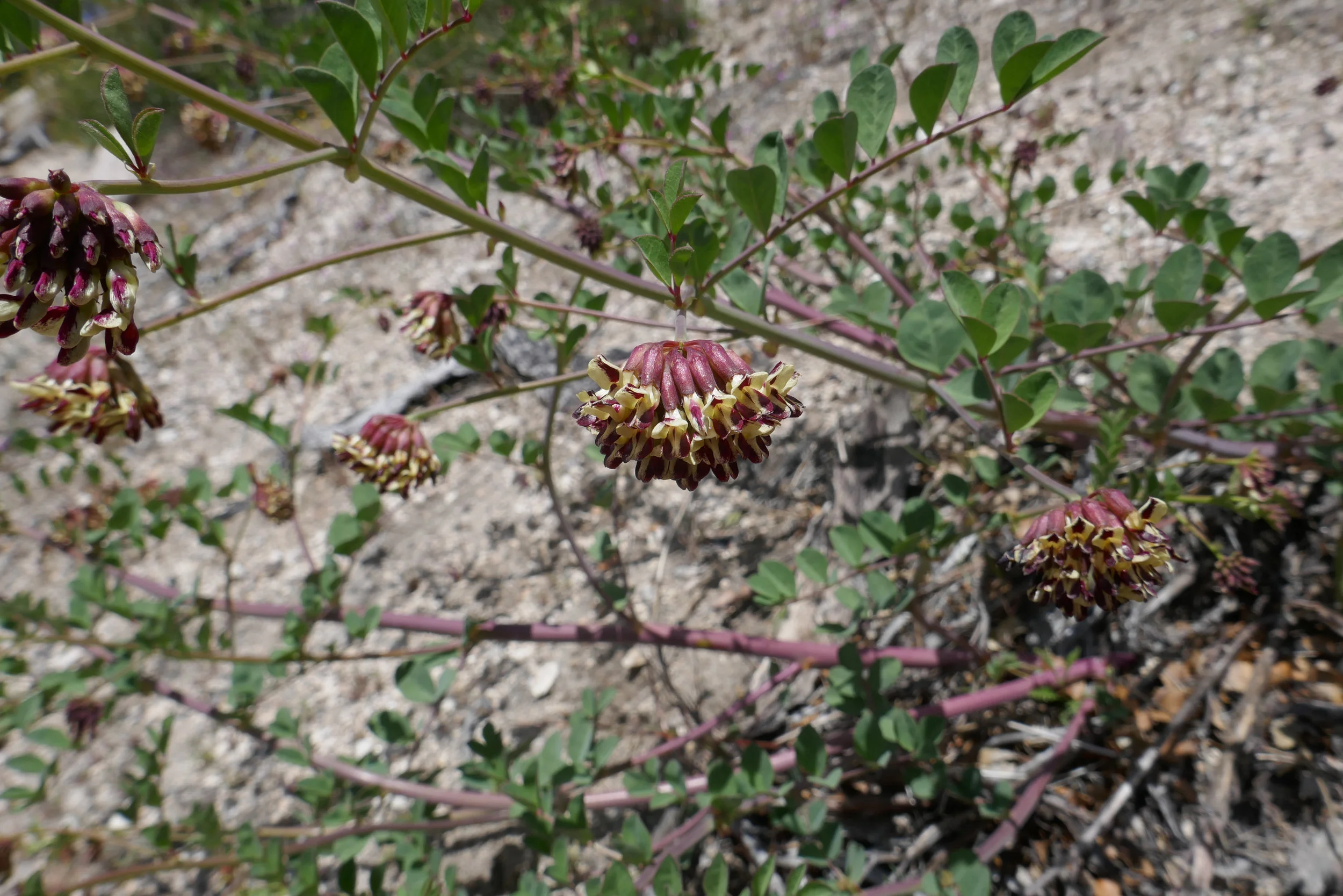 lrP1190092.jpg