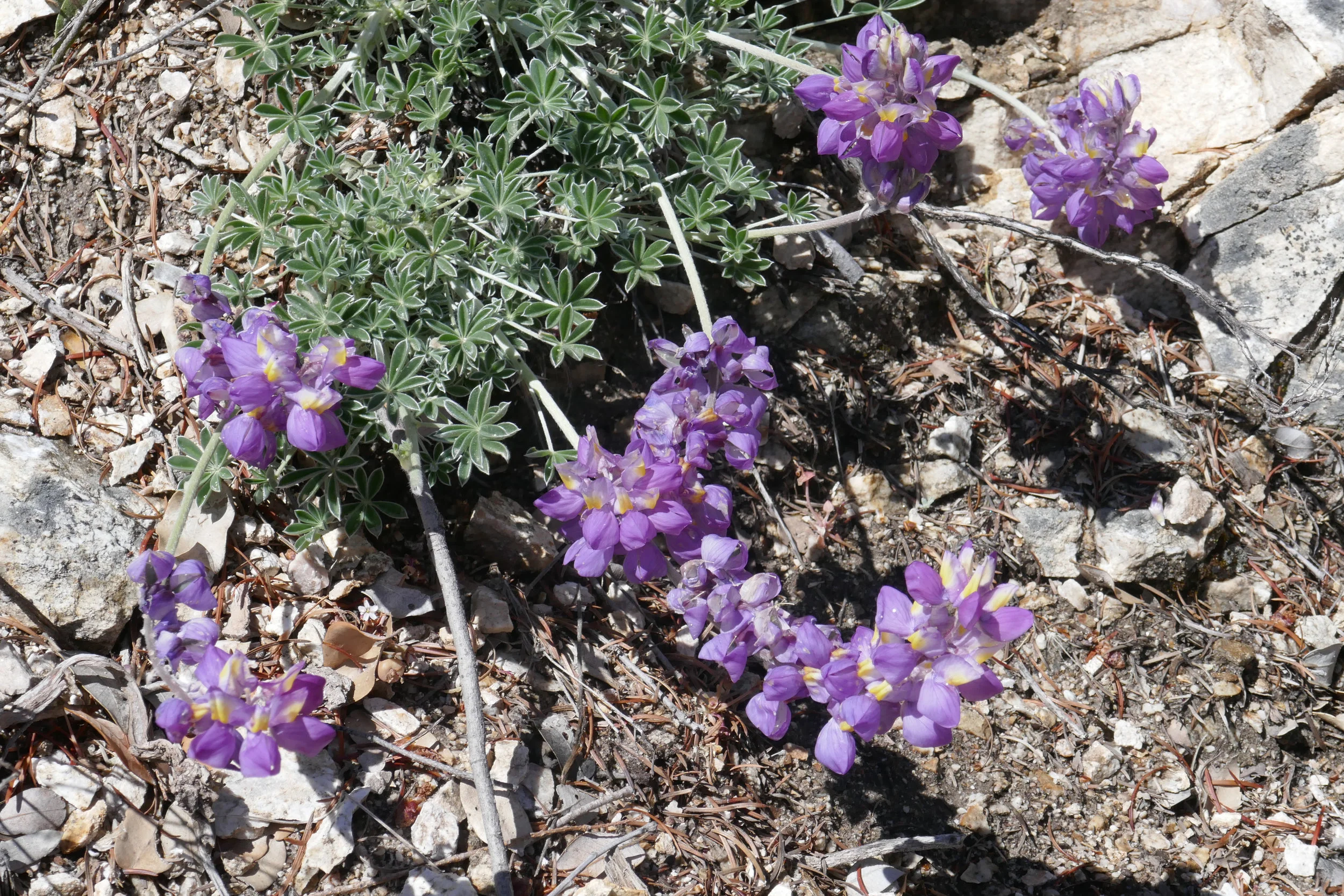 lrP1190194.jpg