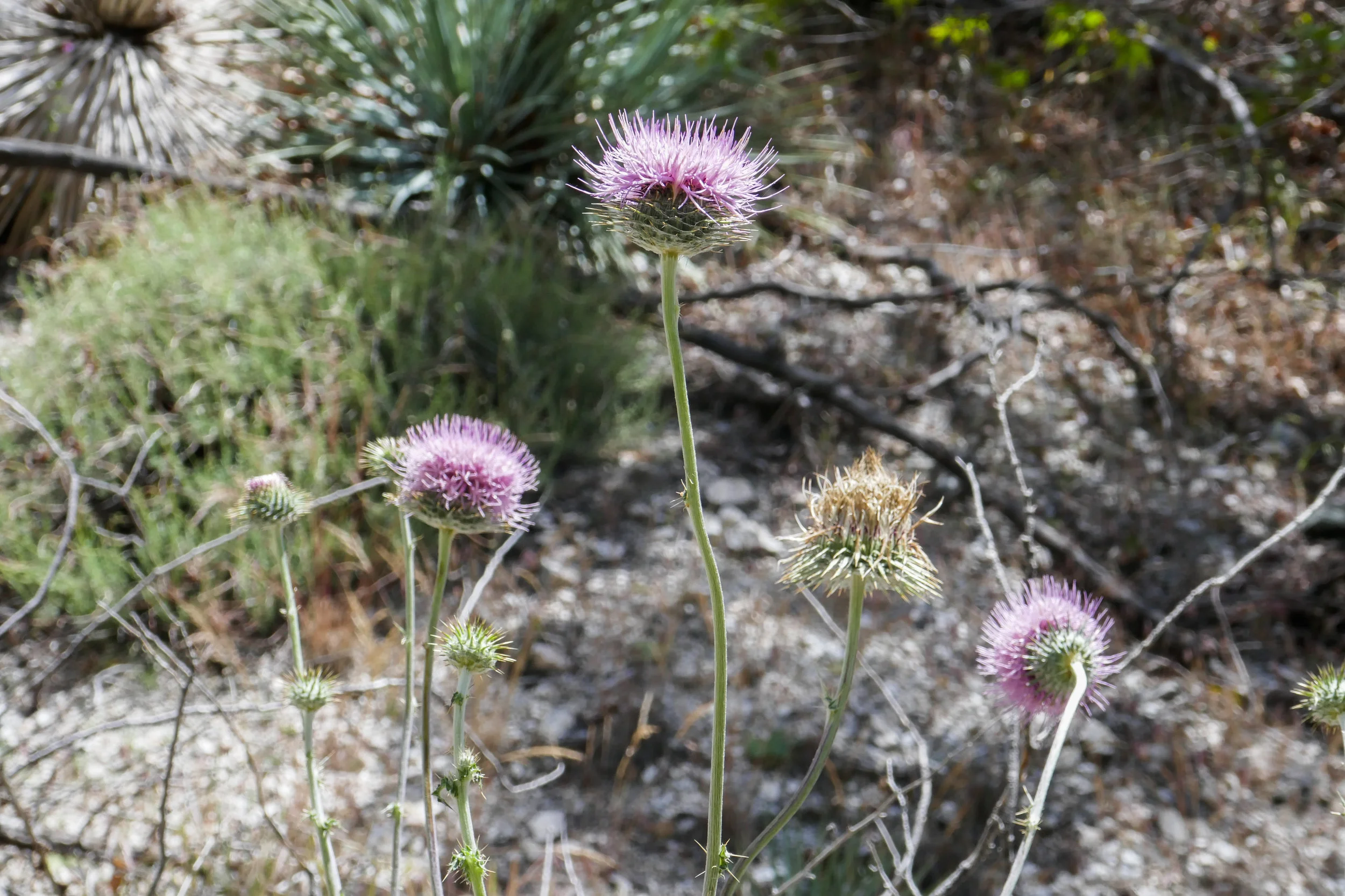 lrP1190267.jpg