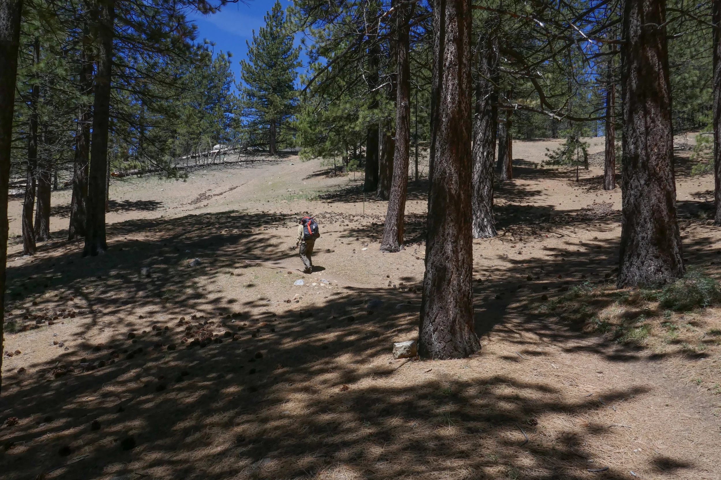lrP1190861.jpg