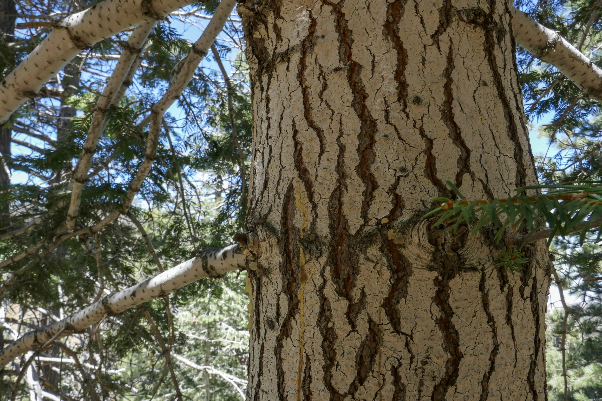 lrP1190925.jpg
